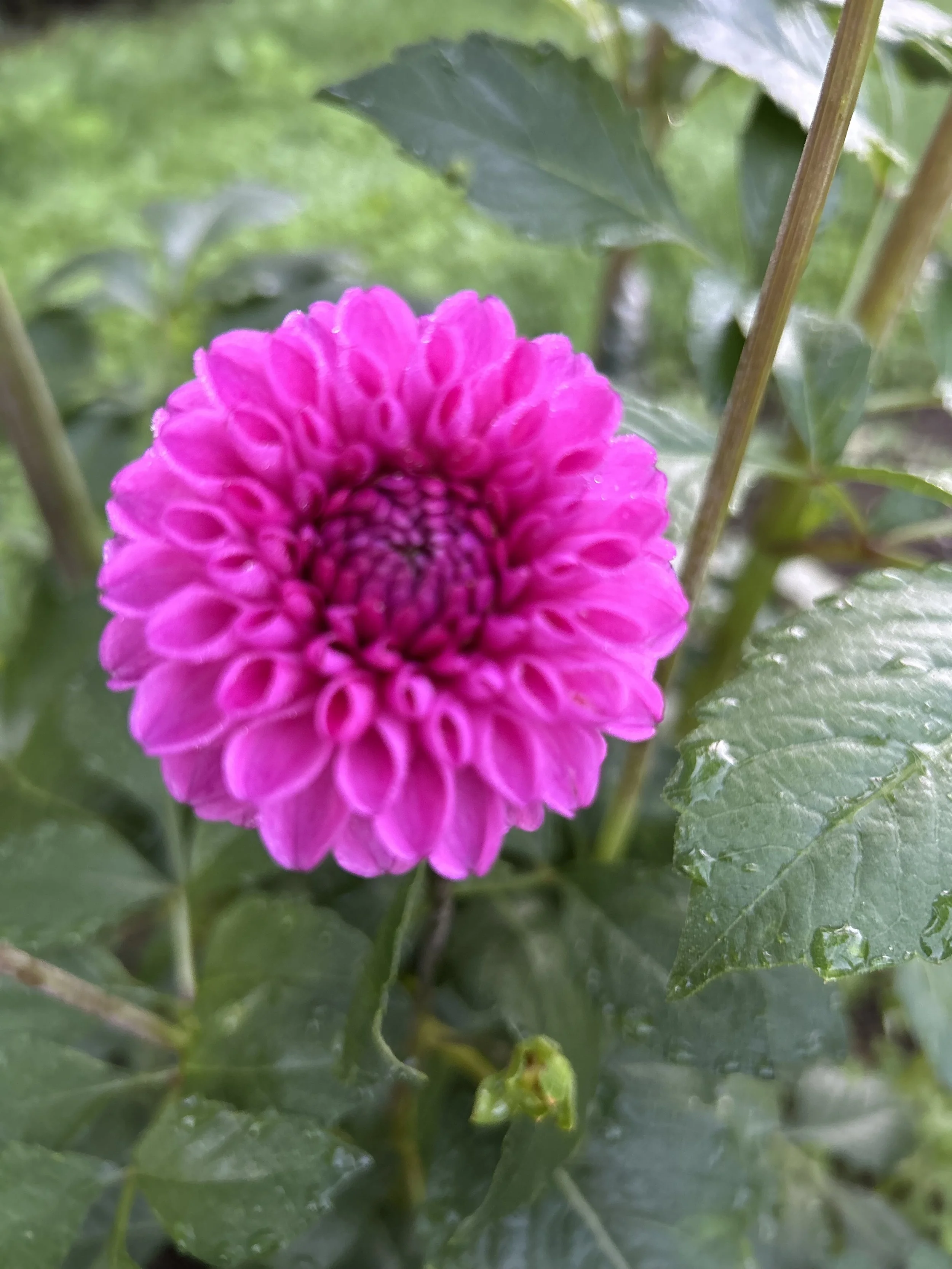 IMG_5480.jpeg