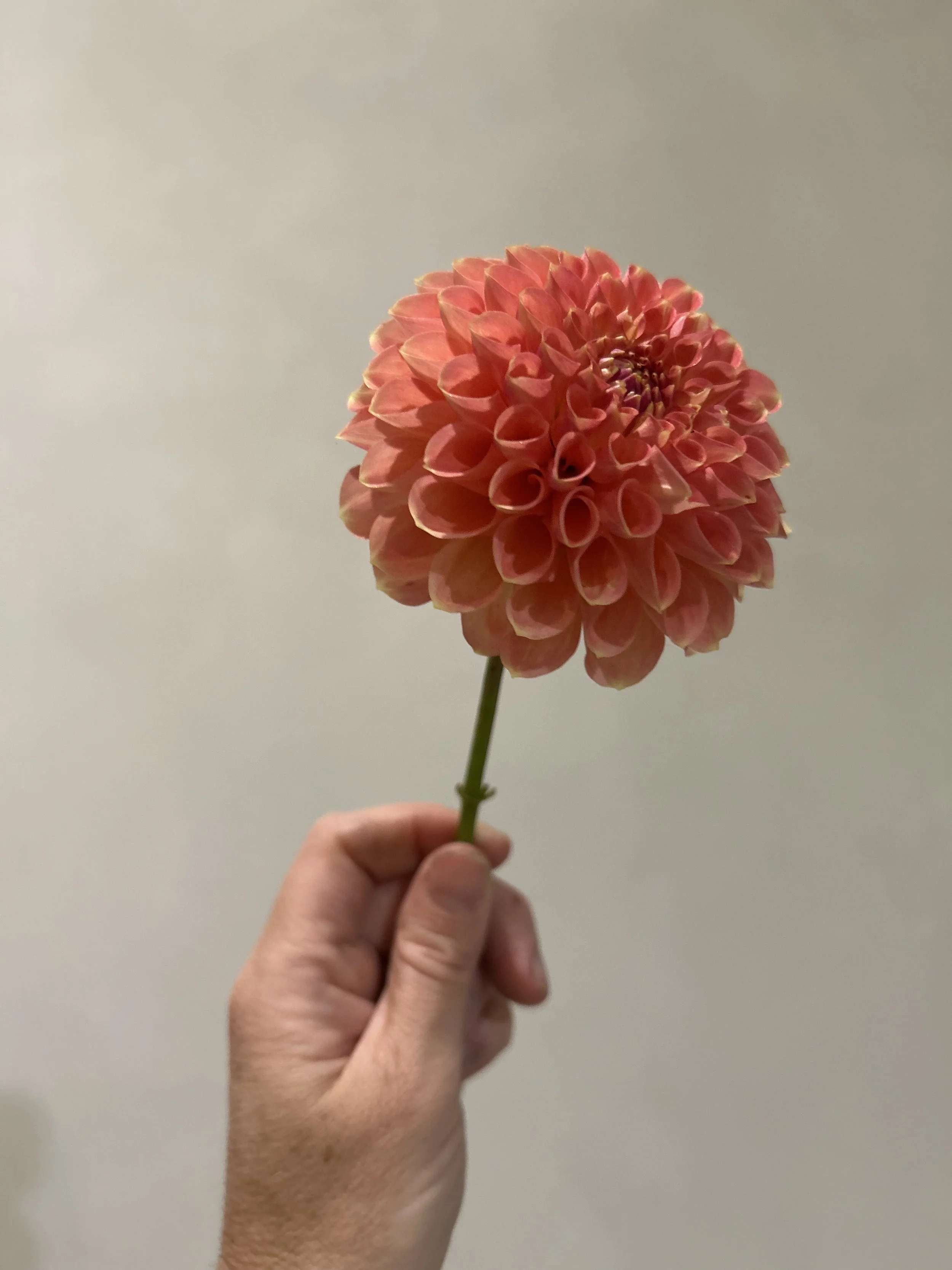 IMG_5565.jpeg