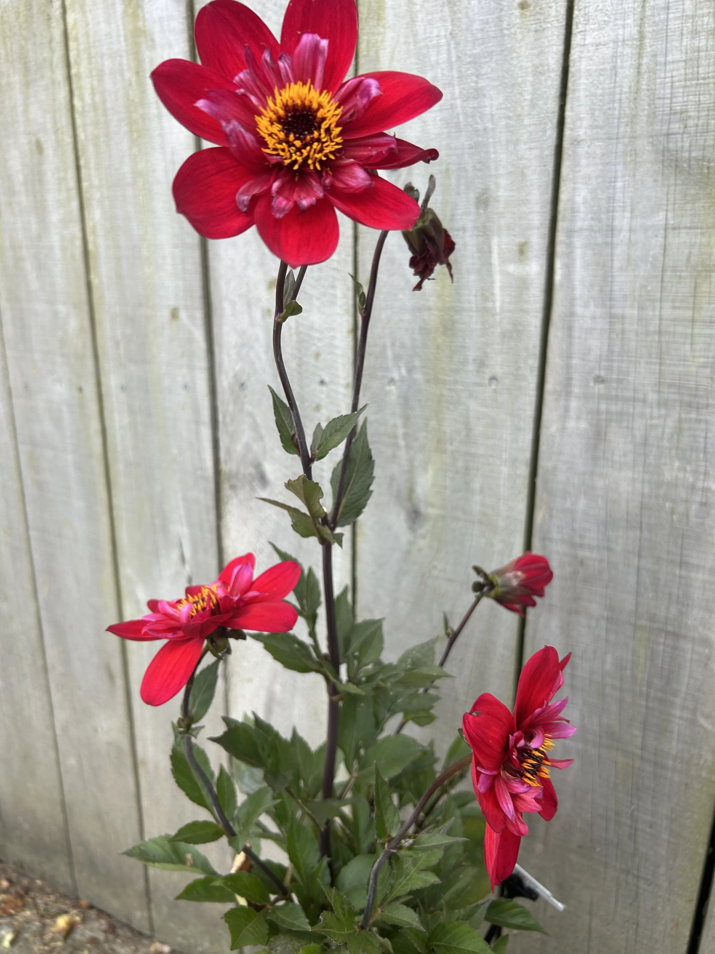 IMG_3549.jpeg
