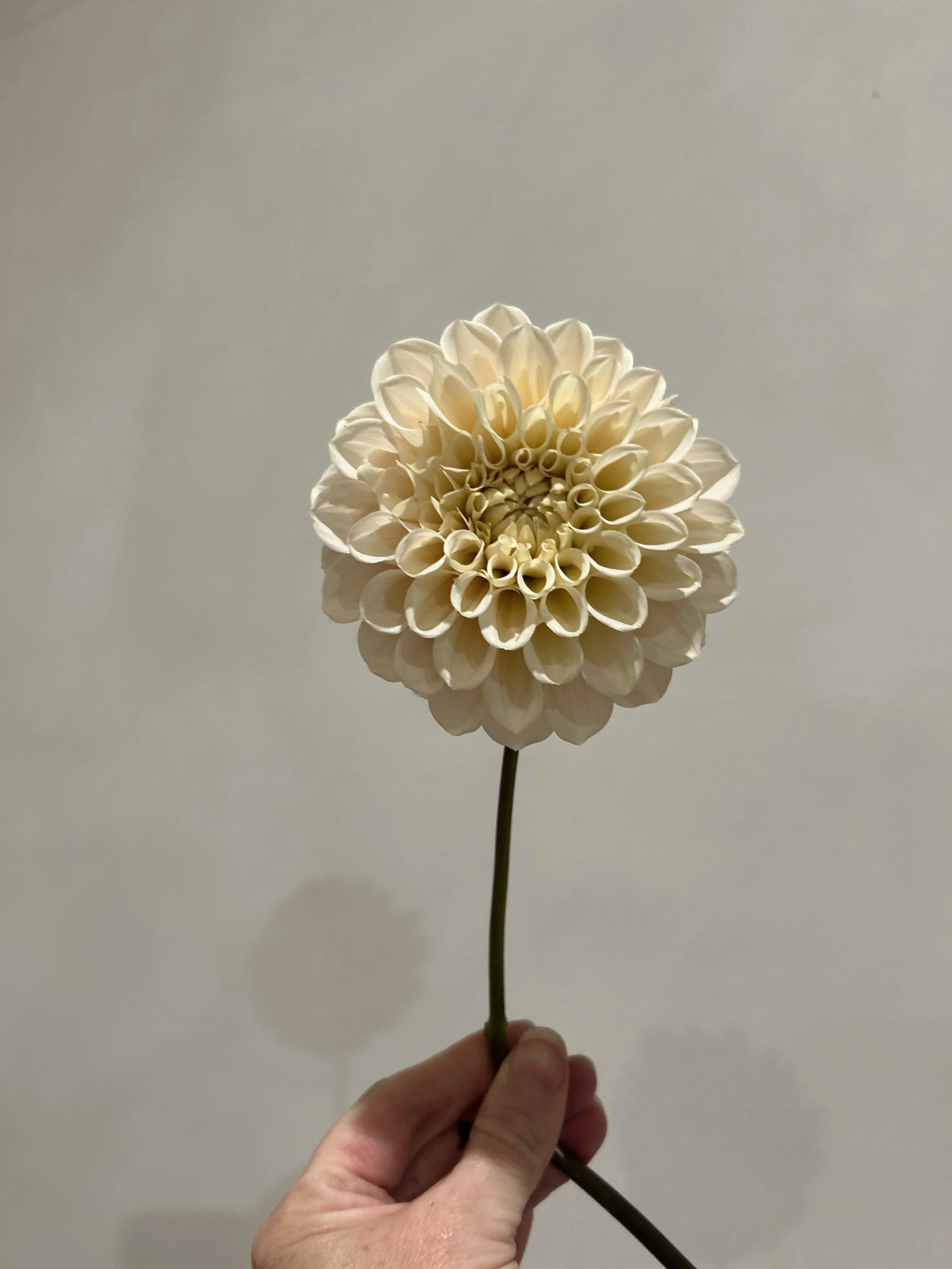 IMG_6101.jpeg