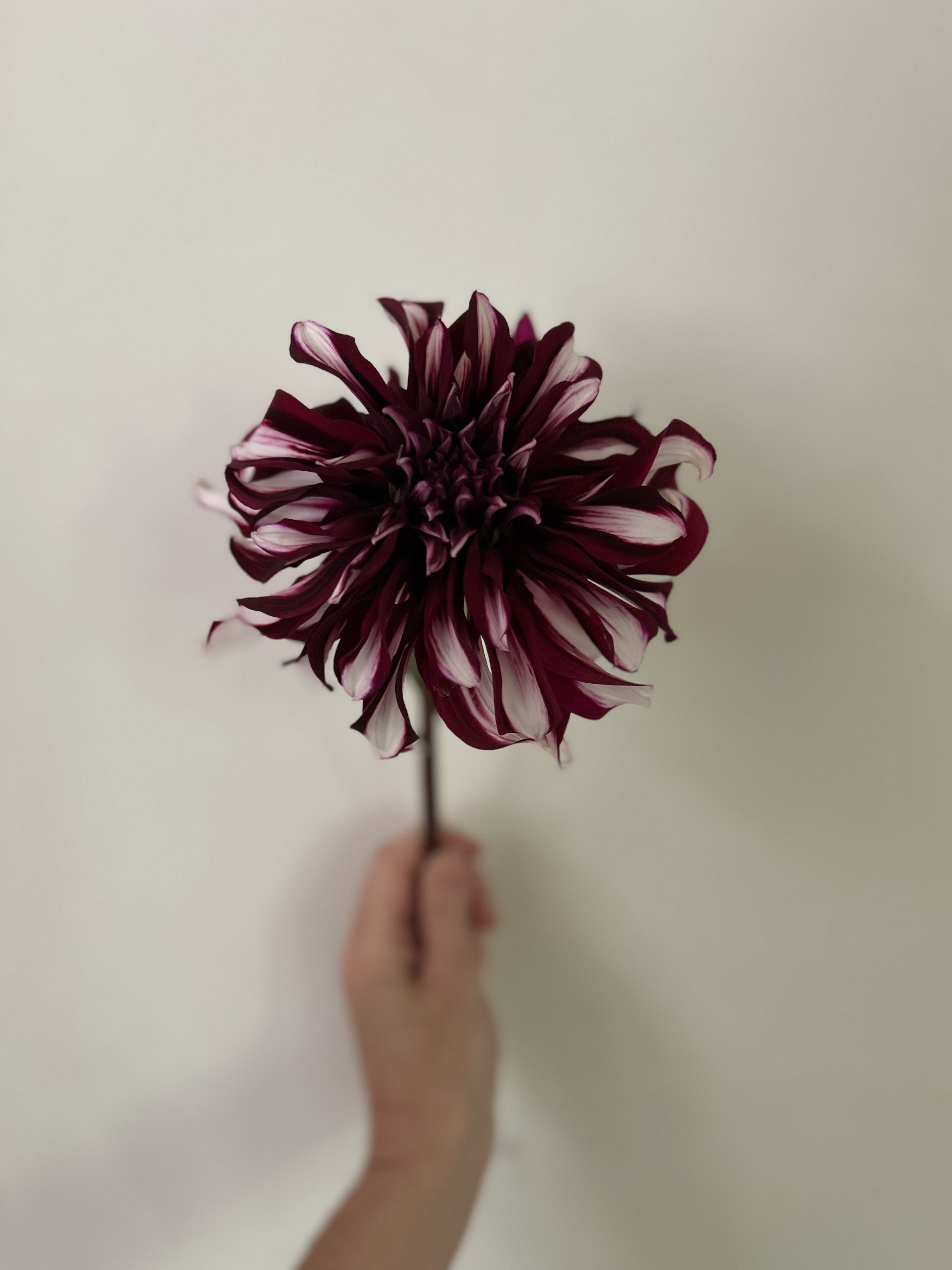 IMG_4487.jpeg