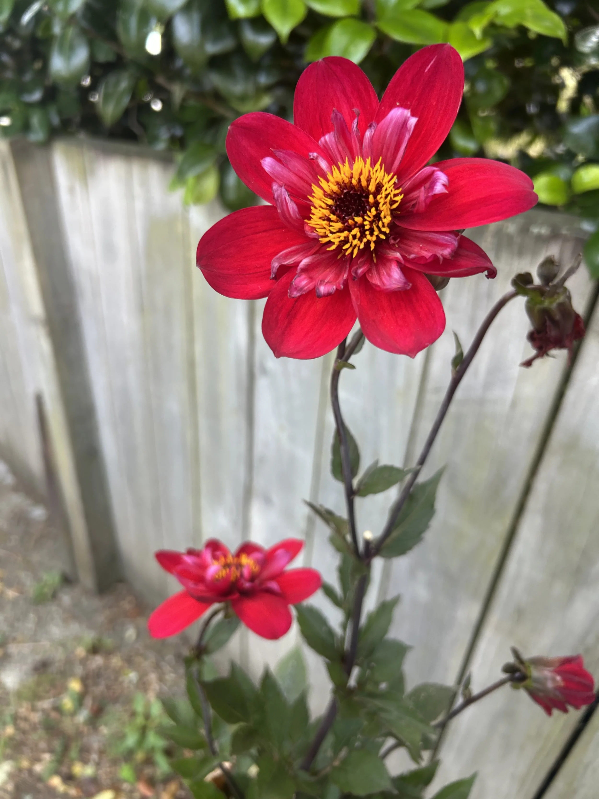 IMG_3545.jpeg