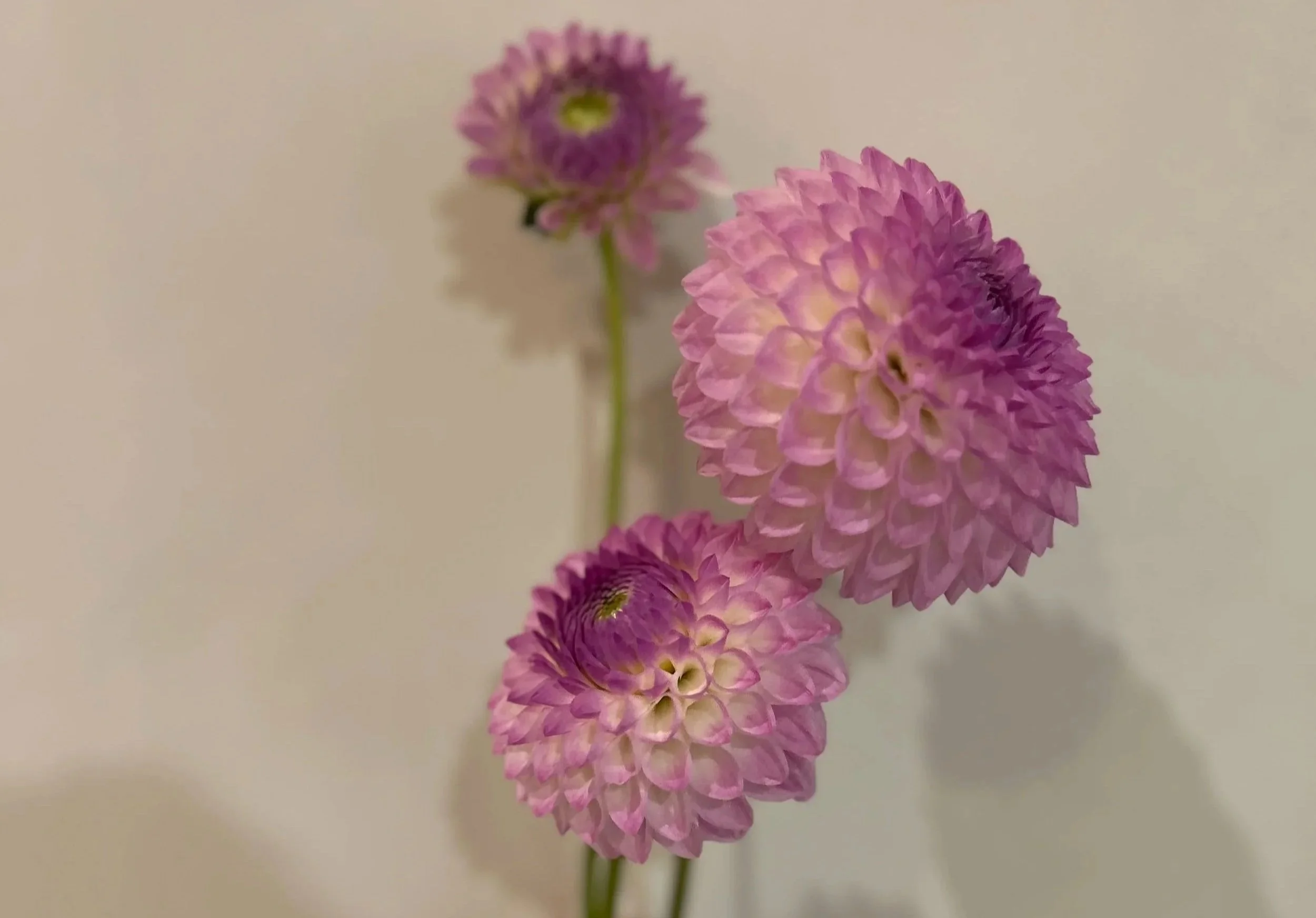 IMG_4816.jpg