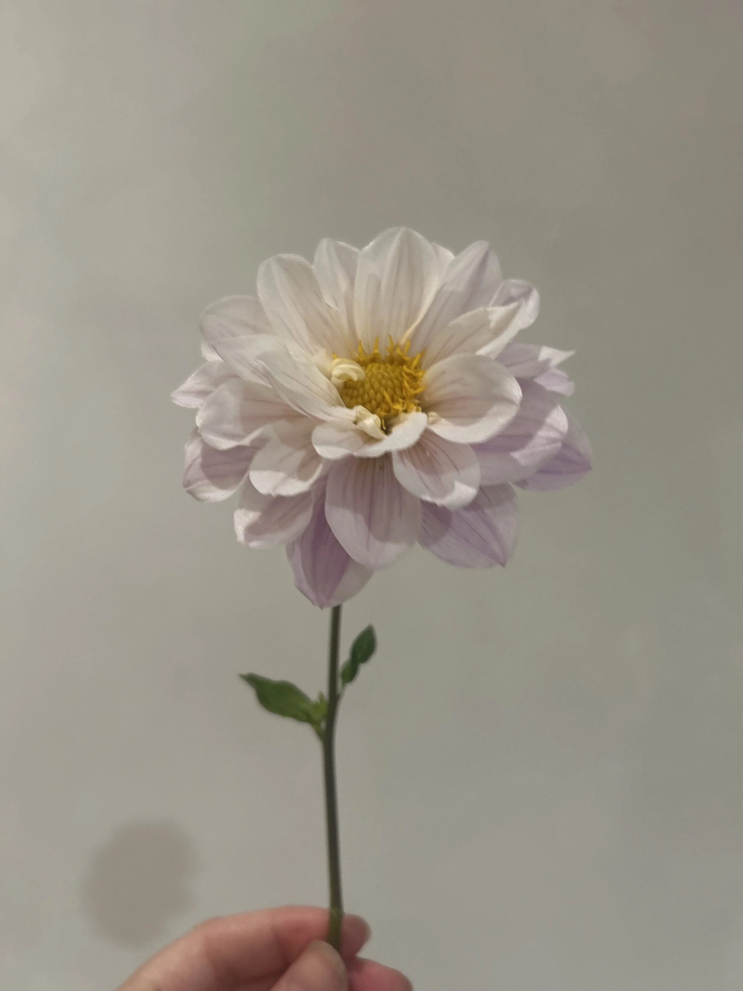 IMG_6052.jpeg