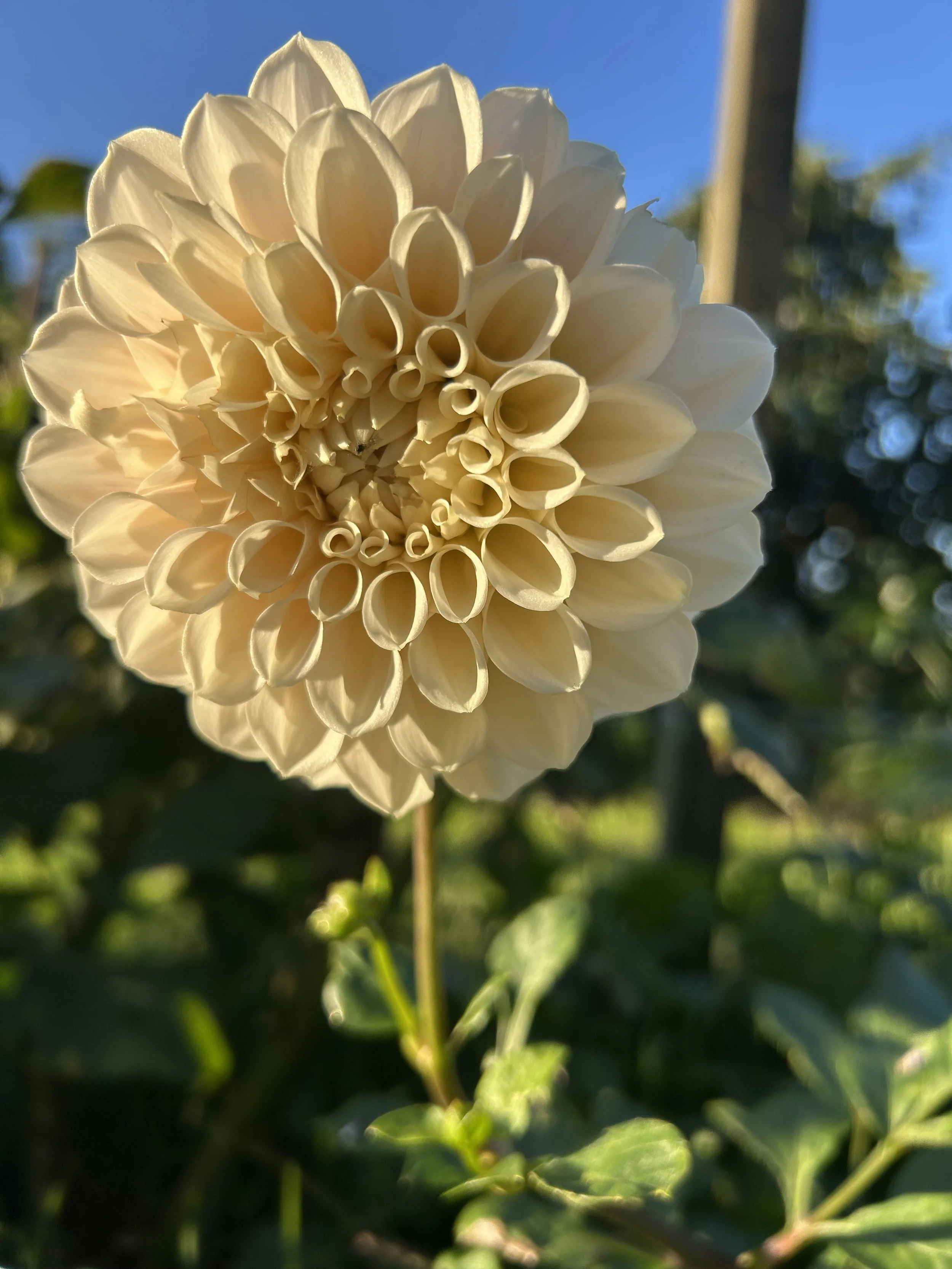 IMG_6097.jpeg