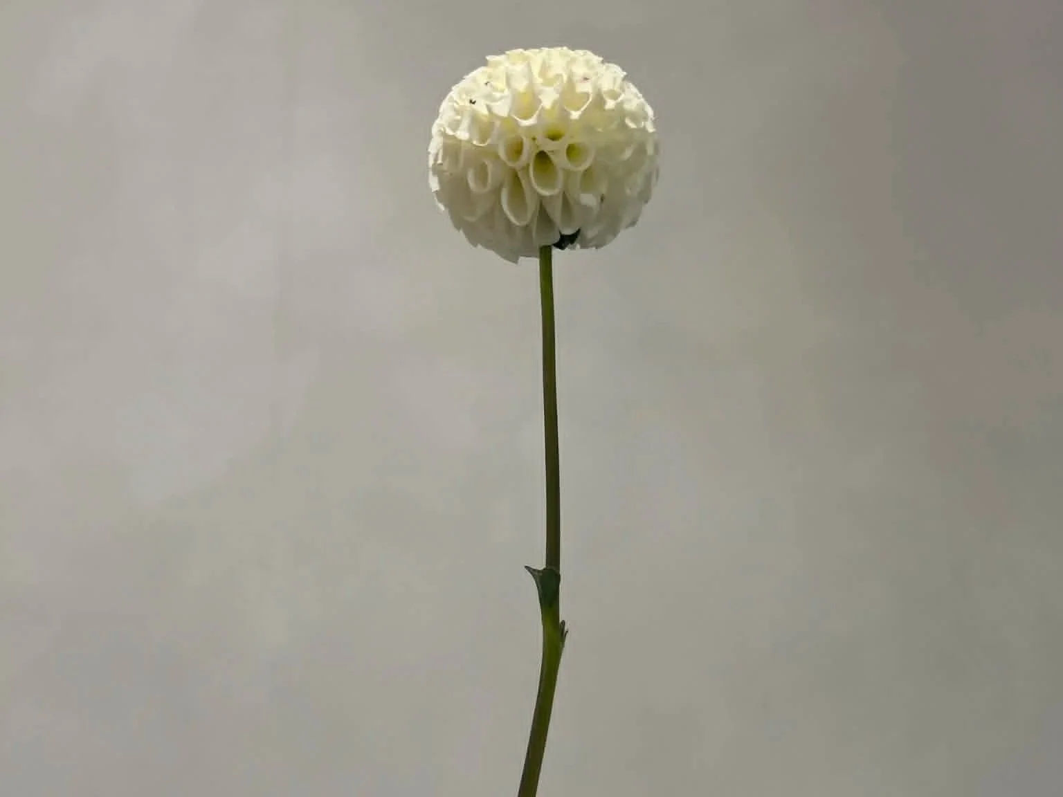 a989dd2c-14bd-47ac-a955-f9cbe0142e0c.jpg