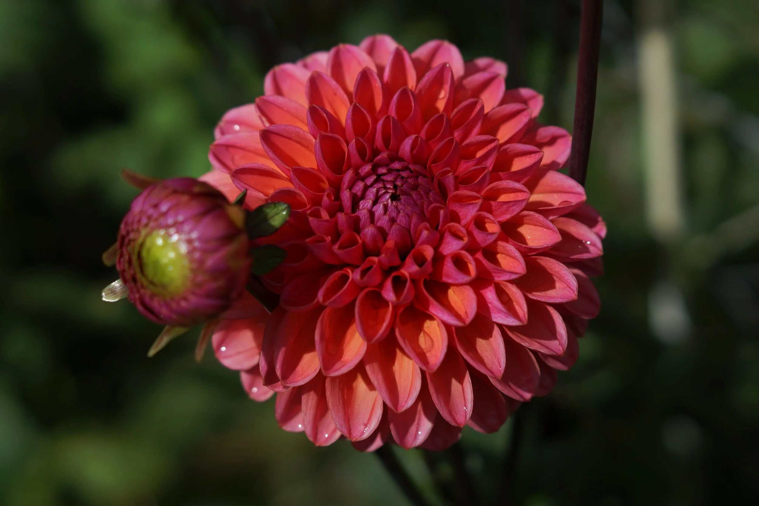 Daisy Duke dahlia
