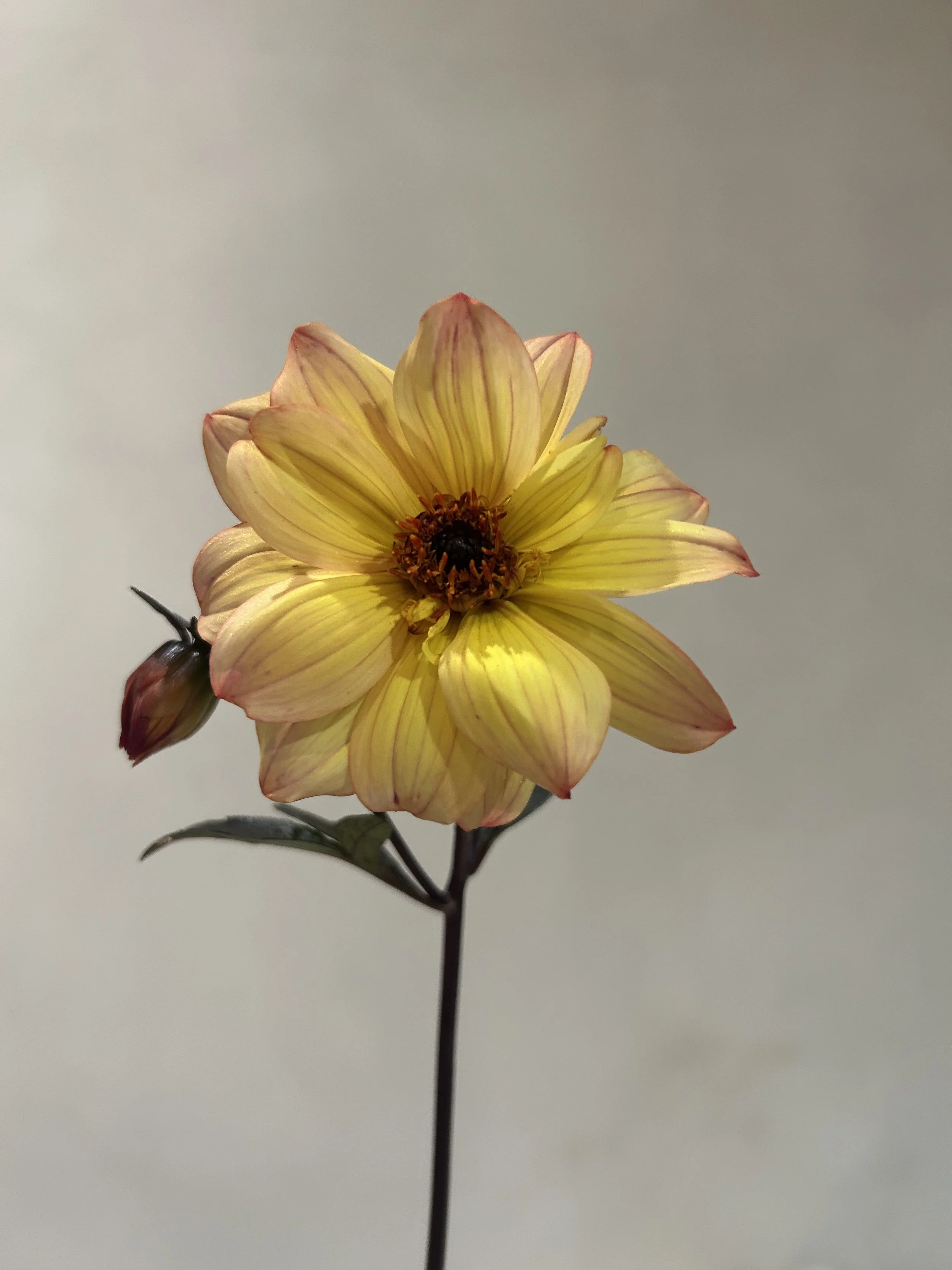 IMG_6028.jpeg