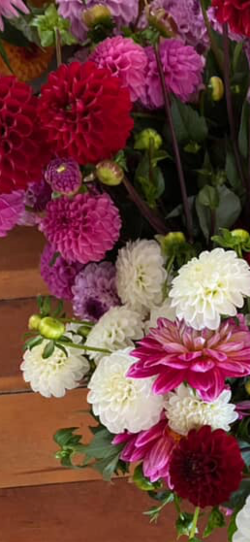 Box of 5 Stolze von Berlin