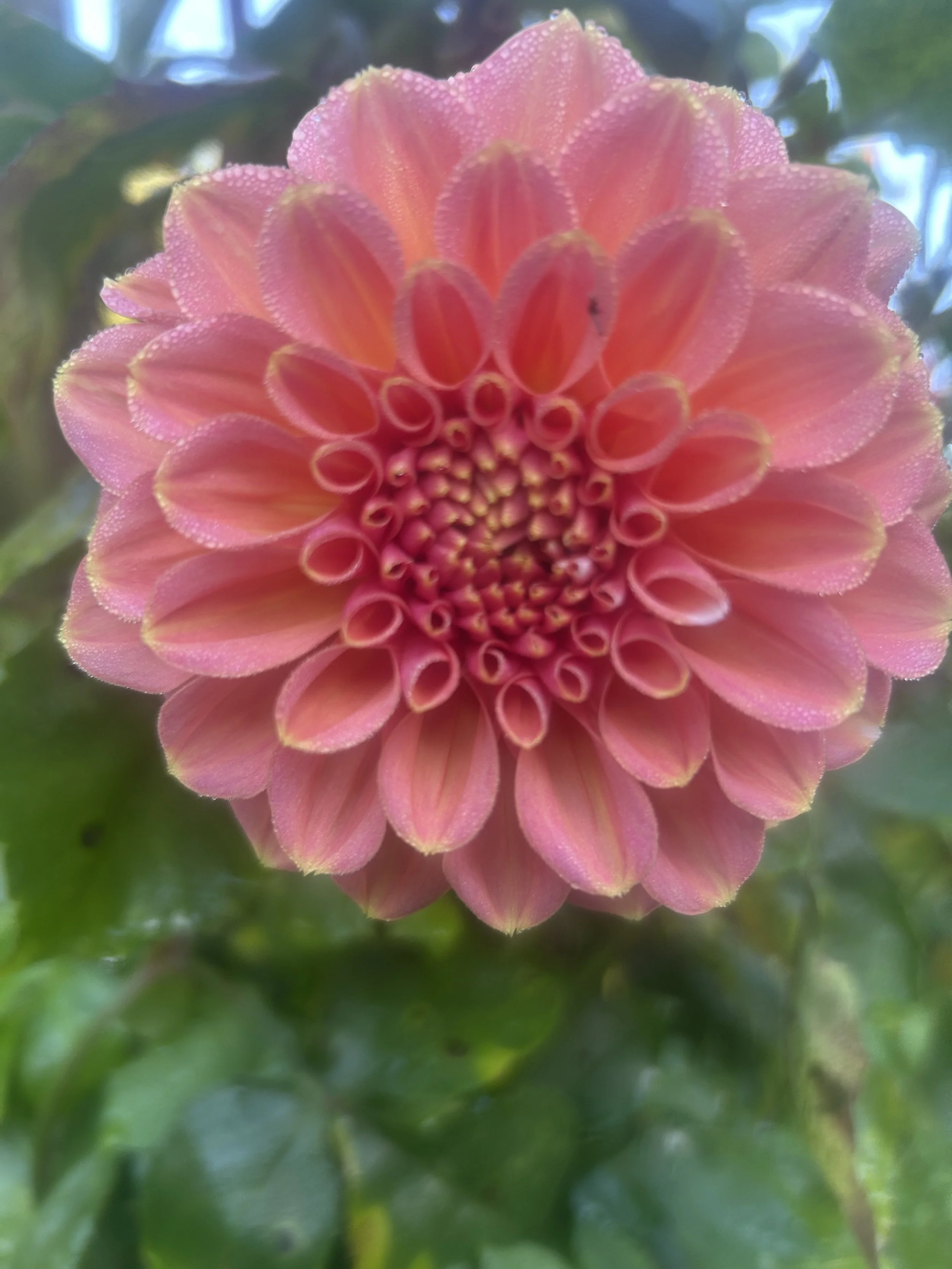 IMG_6119.jpeg