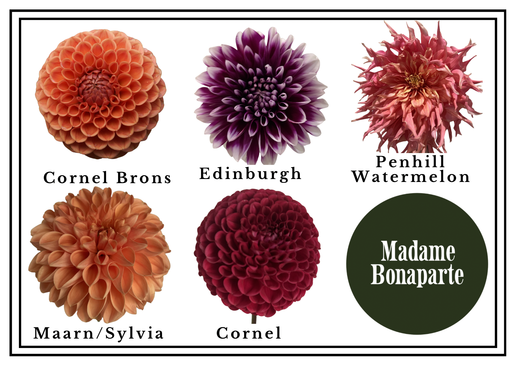 Green Dahlia Illustration Thank You Postcard - 1.png