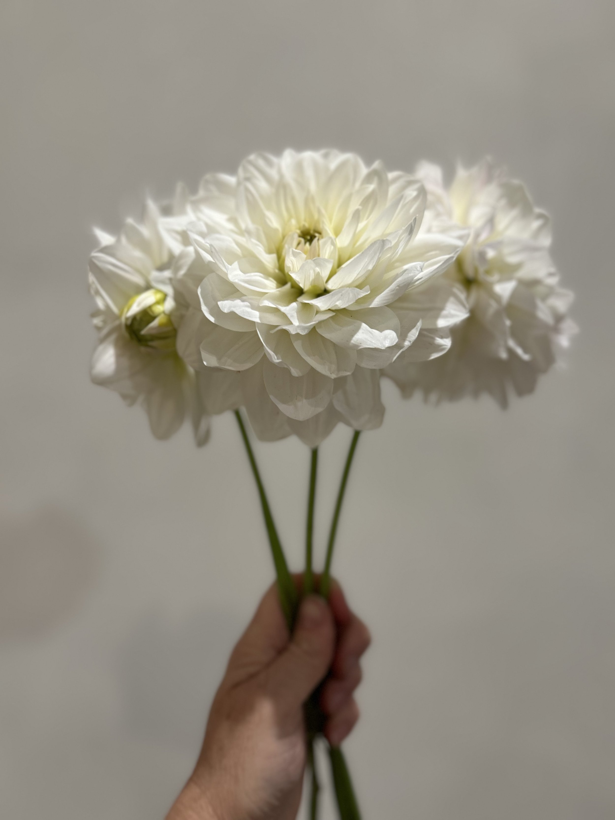 IMG_4070.jpeg