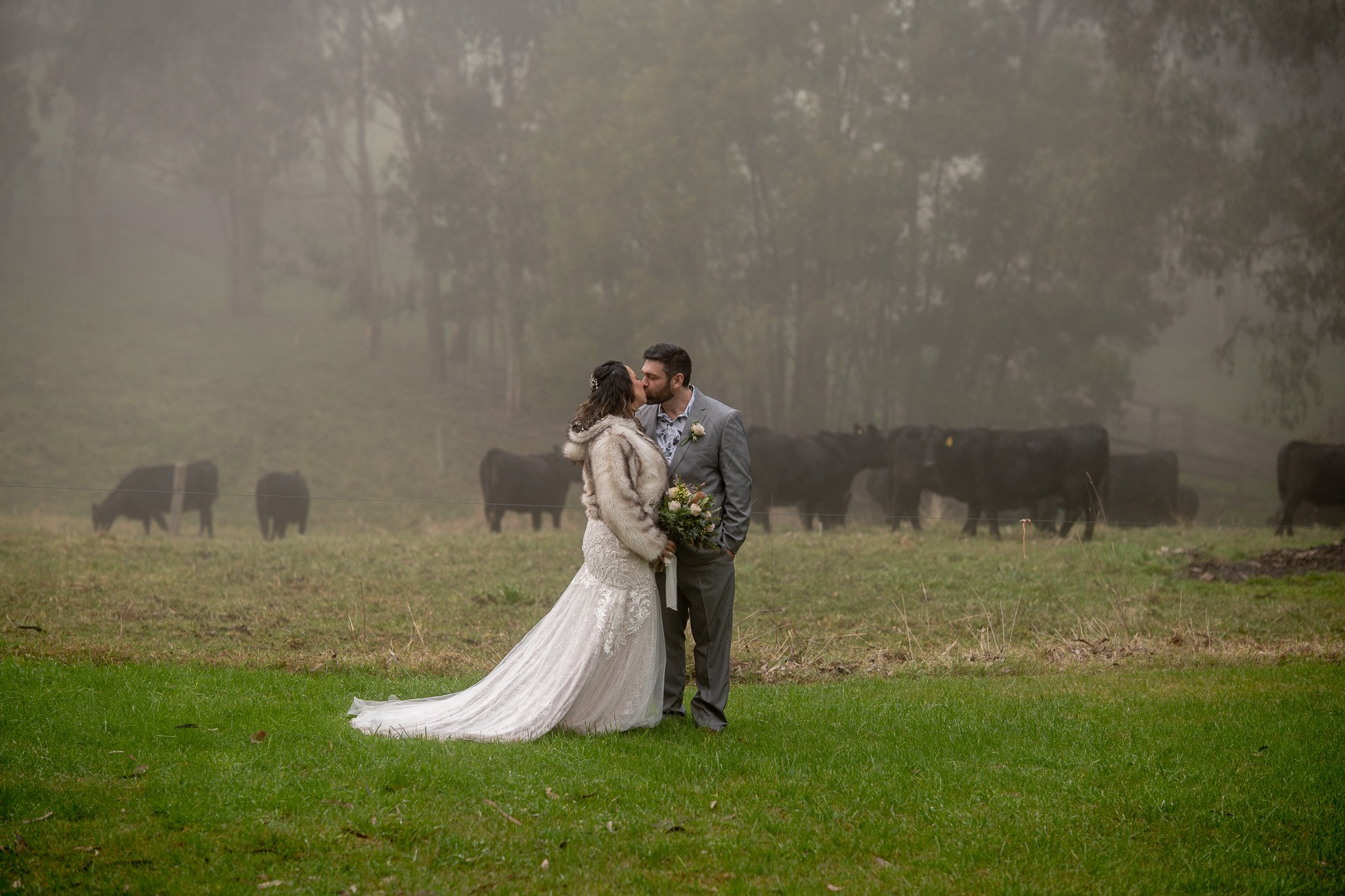 A bride and groom kissing in a foggy field with cows in the background.