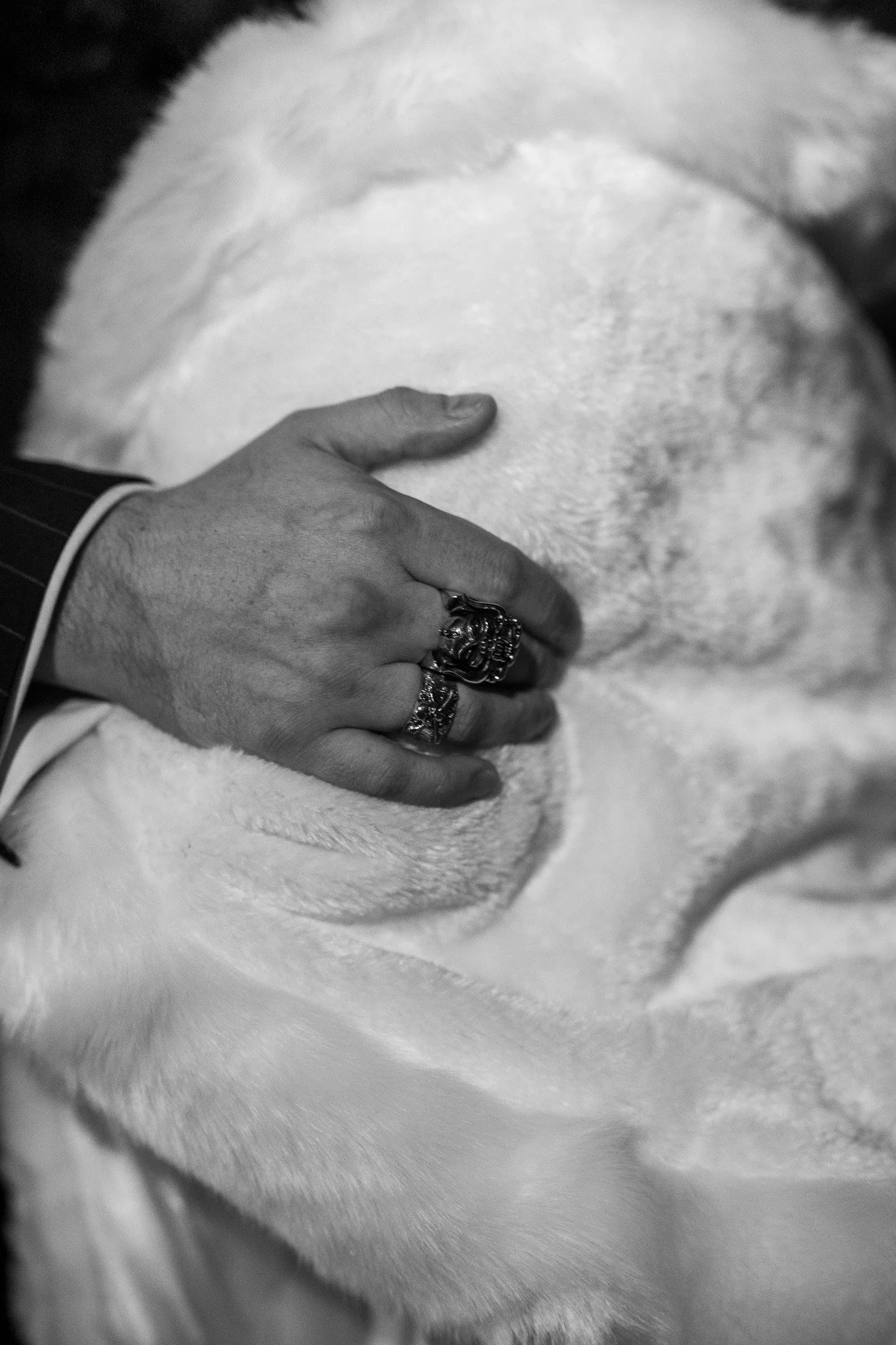 A person's hand with multiple rings, petting a white dog.
