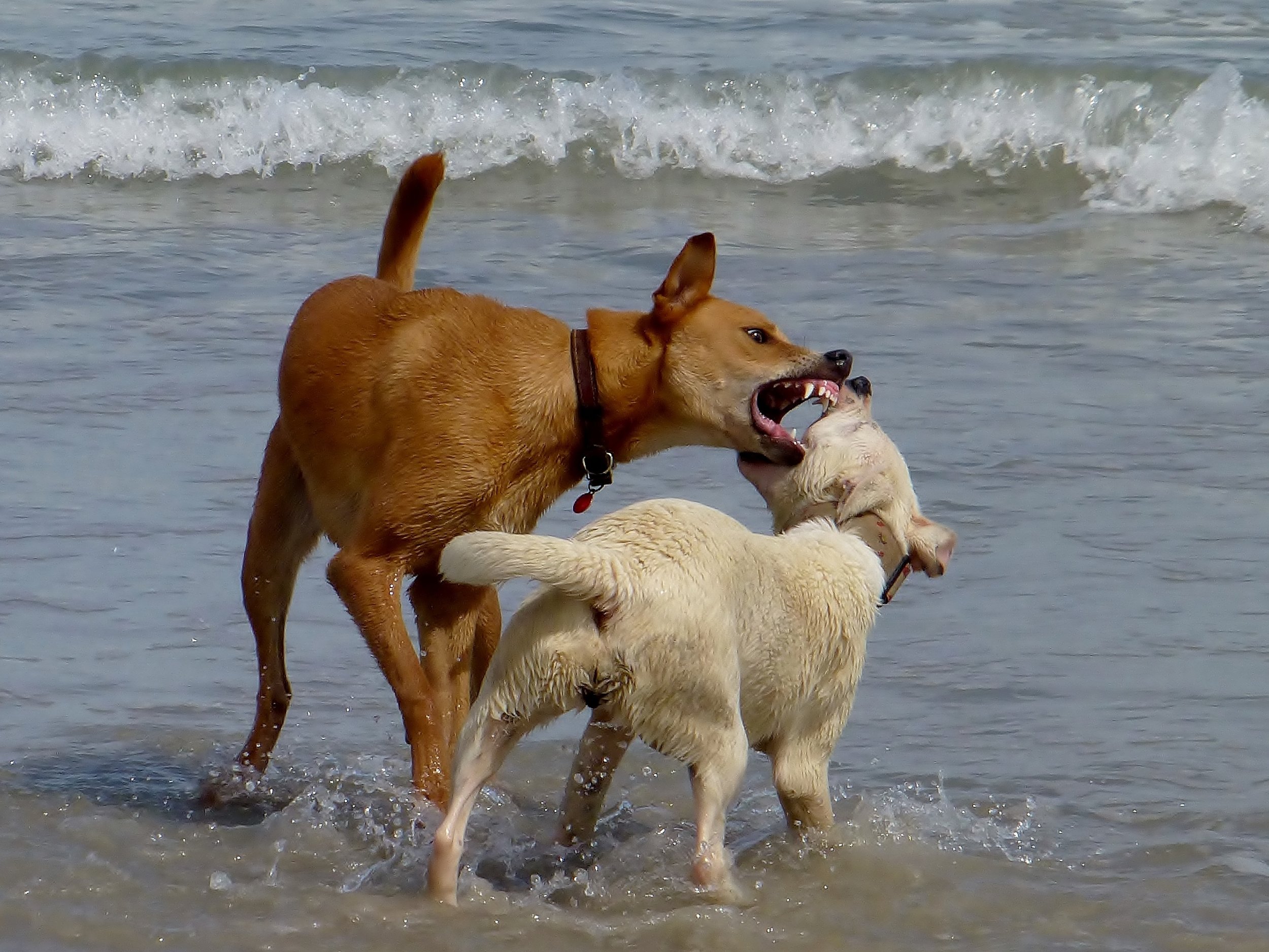 Dog Aggression Towards Other Dogs in Perth - A Vet’s Guide