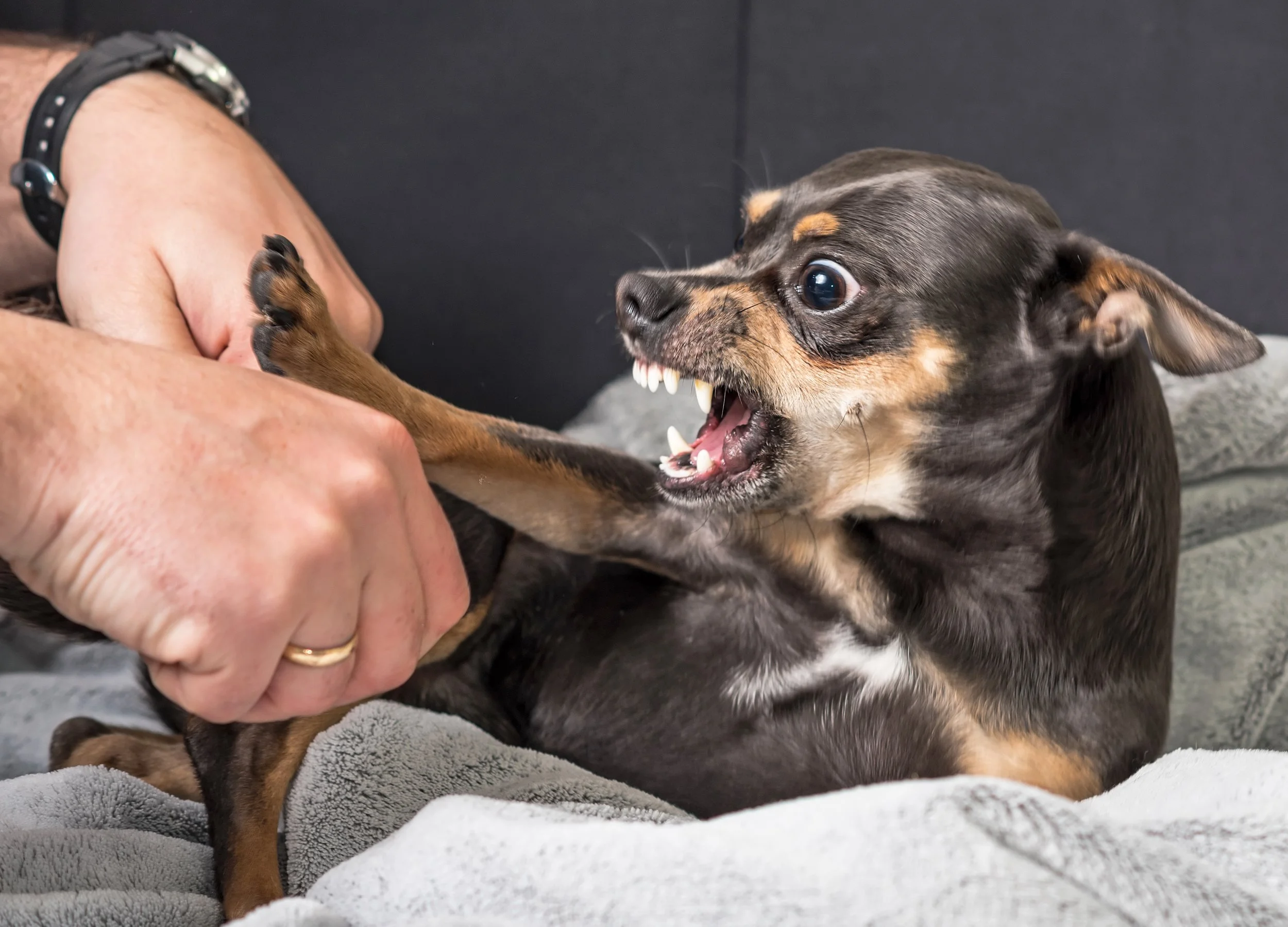 Puppy play-biting a hand, showing normal mouthing behaviour that owners want to stop