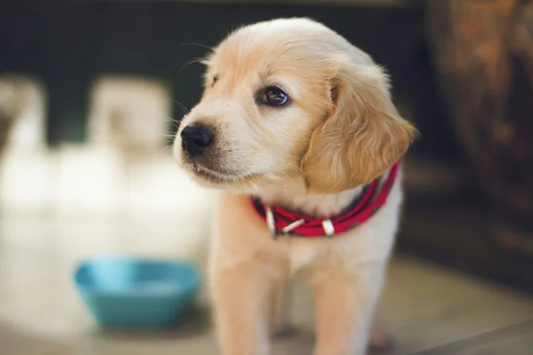 Puppy training class at Pet Logic Wangara Perth — small group puppy school with veterinary behaviour consultant Dr Liam Brown