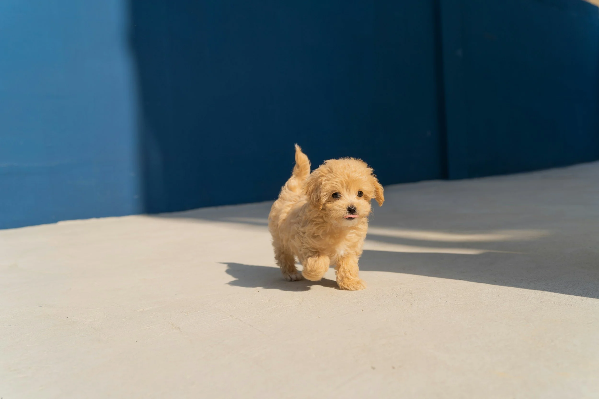 How to Choose Puppy School in Perth | Pet Logic