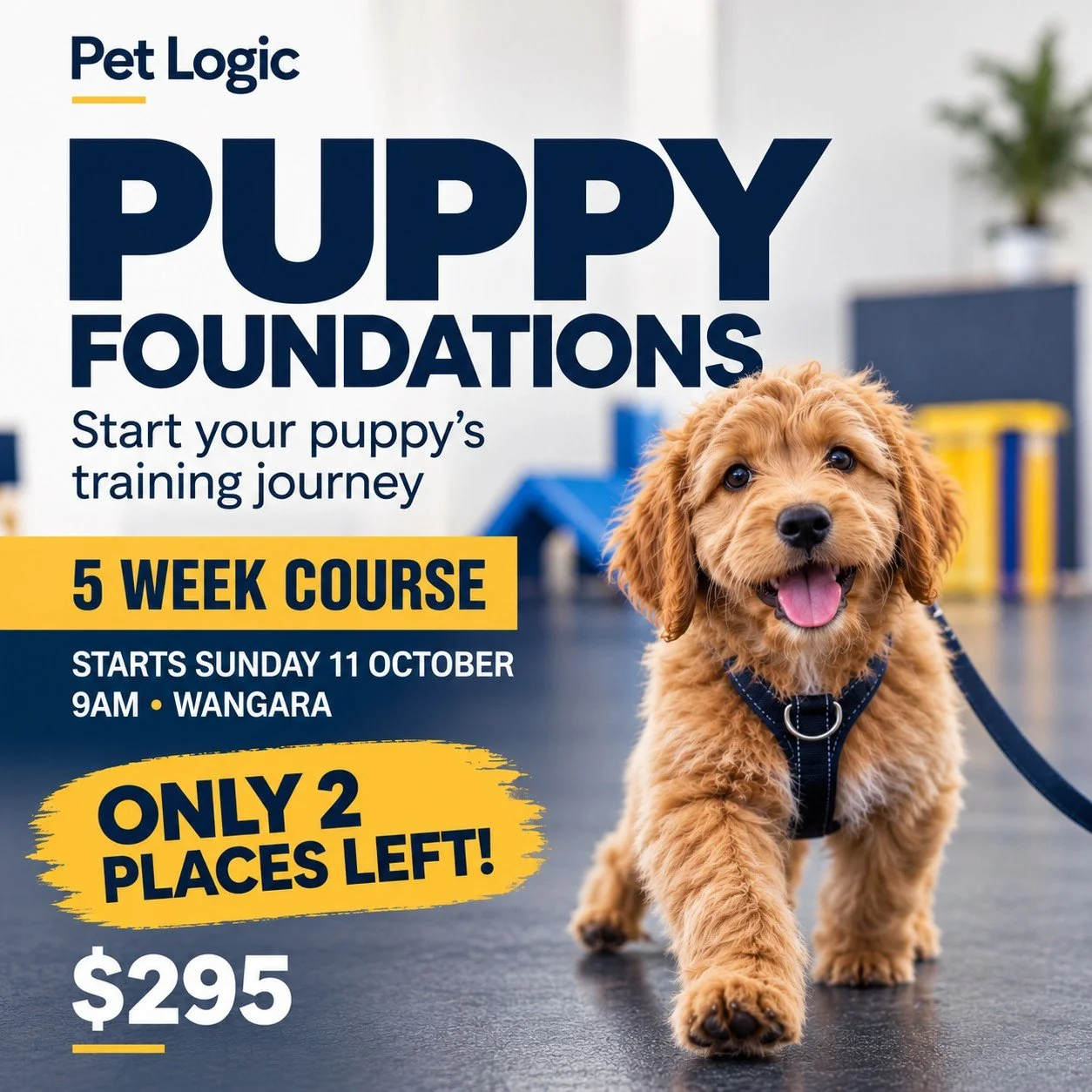 Puppy Foundations 👉 5 week program
📍 WANGARA
Indoor training centre
🐶 Small classes &mdash; maximum 6 puppies
📅 STARTS SUNDAY 11 OCTOBER &middot; 9AM
🔥 ONLY 2 PLACES LEFT
👉 BOOK NOW &mdash; link in bio
#puppytraining #perthpuppy #perthdogs #dog