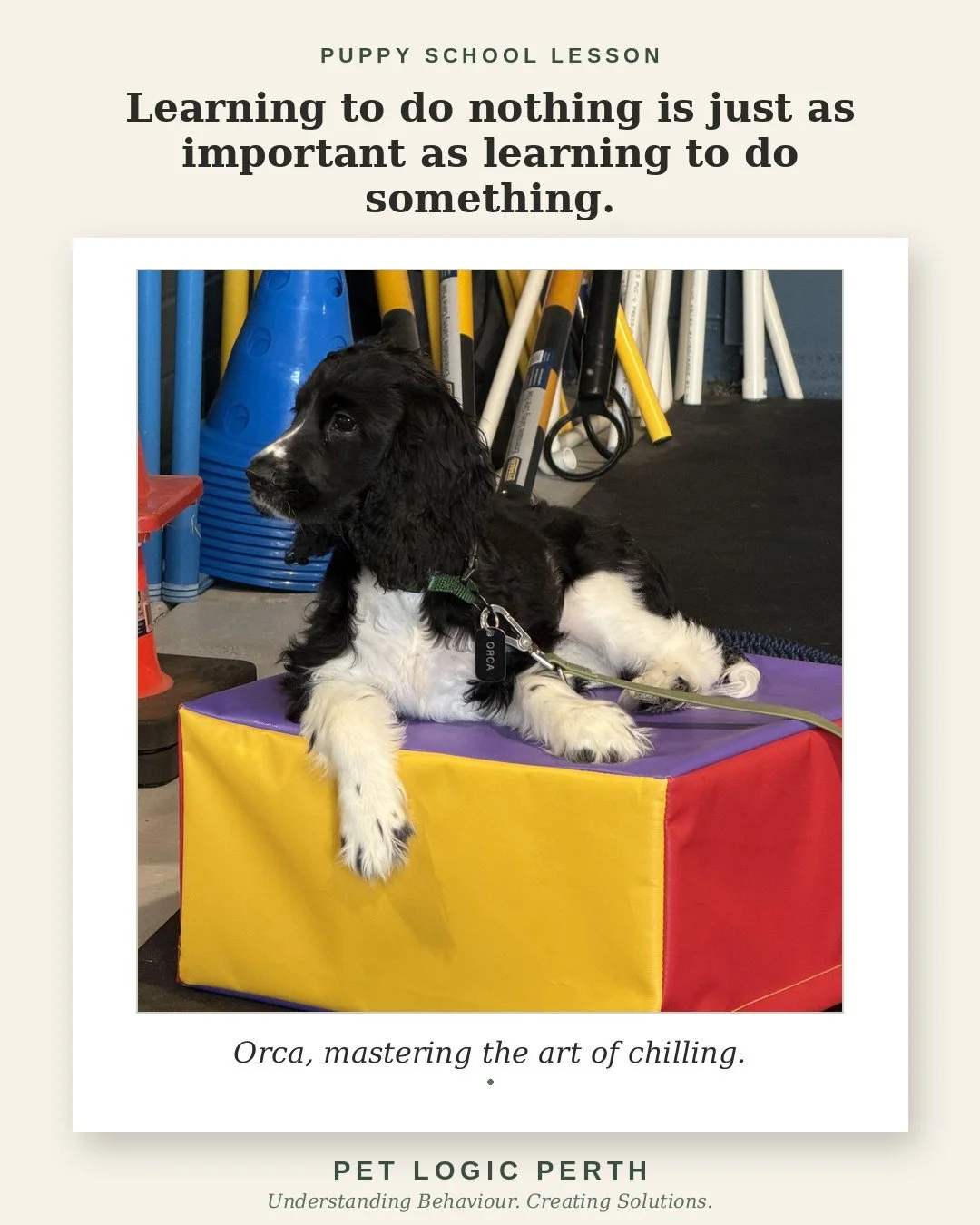 Meet Orca. Currently mastering the art of Chilling. 😌🐾

But on a more serious note &mdash; learning to settle is one of the most valuable things a young dog can learn. A puppy who can switch off and relax &mdash; on a mat, in a busy room, with thin