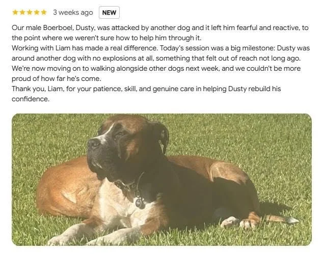 Reviews like this mean a lot. 👏

Pet Logic is still a relatively new business, but it represents years of passion, study, and a genuine belief that we can improve the lives of the animals that live with us.
Stories like Dusty's remind me exactly why