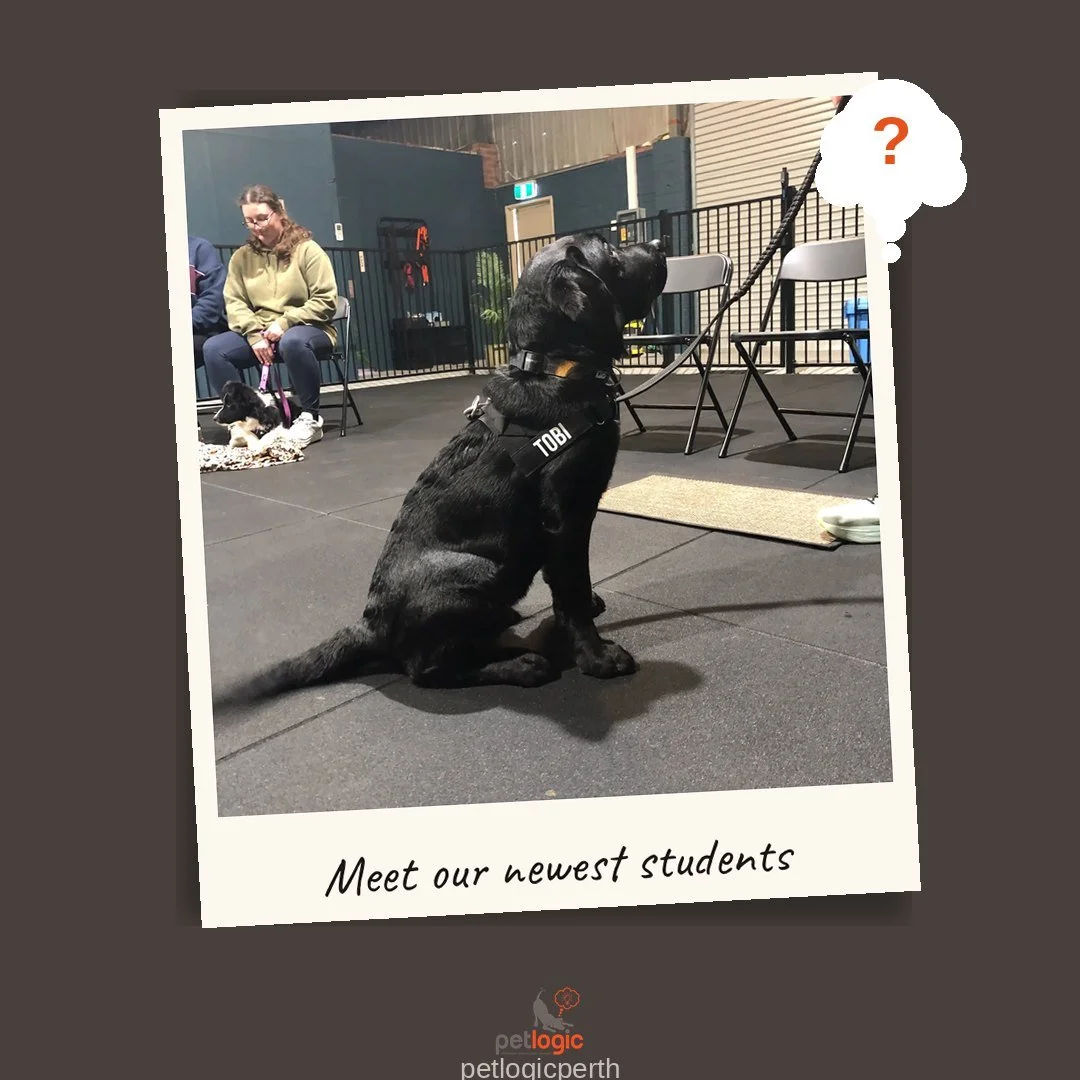 And we're off! 🐾
Puppy Foundations Class 1 kicked off this morning and what a brilliant group to start with. Big personalities, small paws, and a whole lot of enthusiasm!
Week one is all about settling in, getting comfortable, and starting to build 