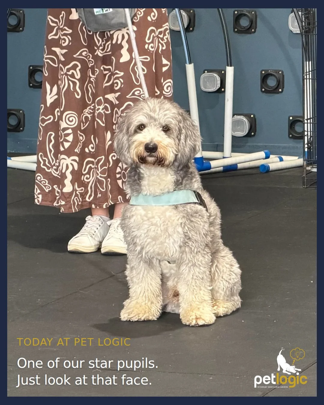 Today at Pet Logic, with some of our star pupils.

A few faces and behind-the-scenes moments from our training sessions. Just look at this lovely company.

Which photo made you smile?

#PetLogicPerth #PerthDogTraining #PerthDogs #Wangara #TrainingDia