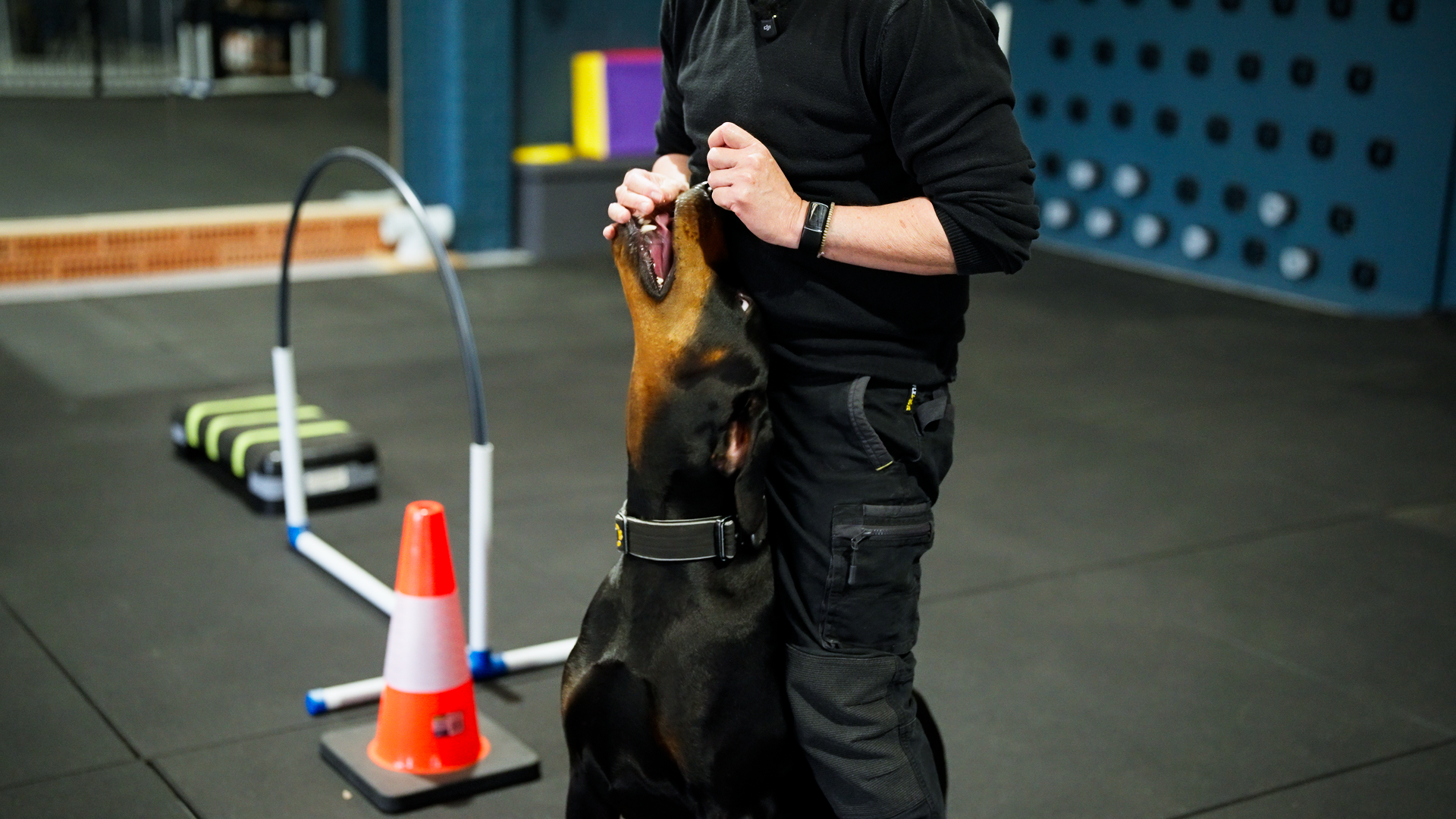 dog trainer perth - pet logic