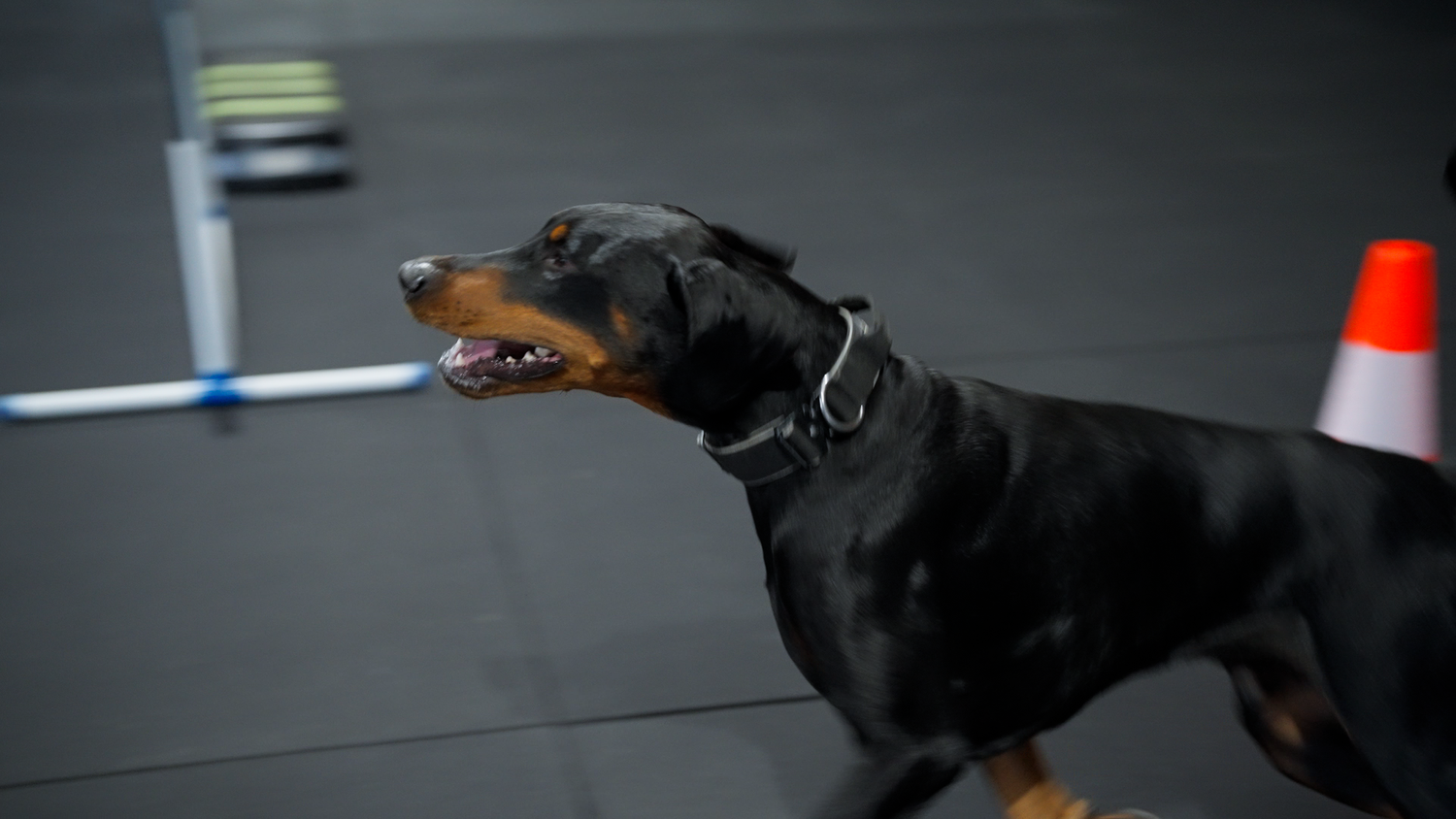 Dr. Liam Brown working with a dog at Pet Logic's veterinary behaviour clinic in Wangara, Perth WA