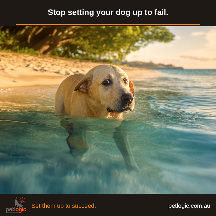 Dog in water at the beach — understanding thresholds in dog behaviour. Pet Logic Perth.