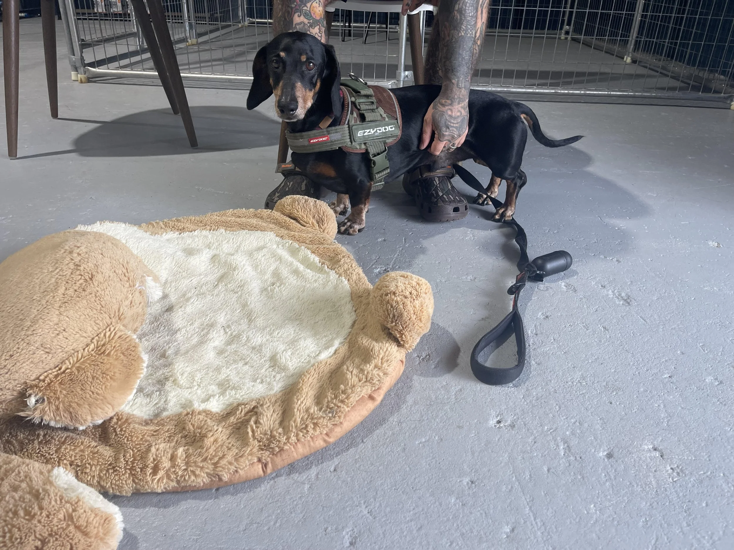 Puppy Socialisation Perth — Building Confidence | Pet Logic