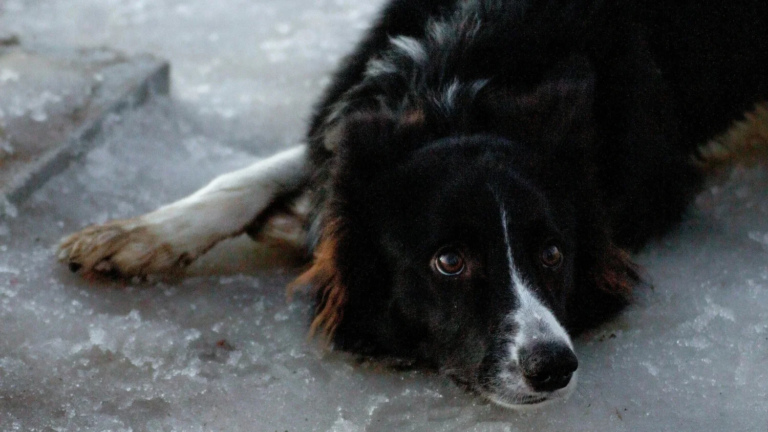Anxious dog showing signs of stress and fear — a common response to thunderstorm anxiety in Perth dogs