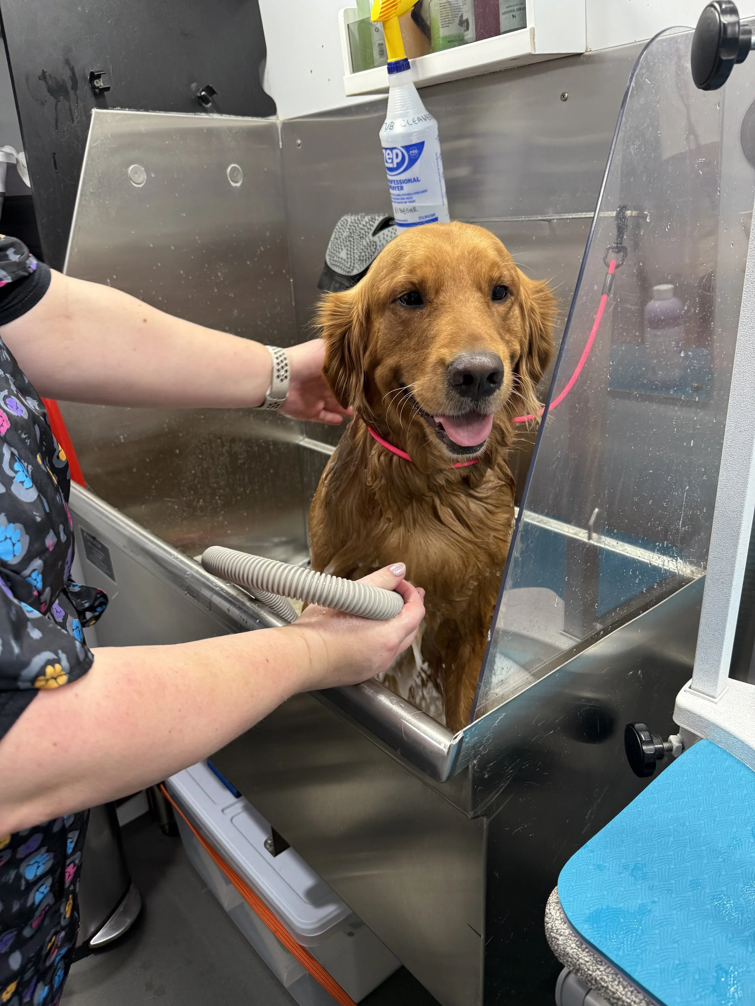 A golden retriever being bathed in a stainless steel sink at a grooming salon, with a person holding a hose and rinsing the dog, which has a pink collar and looks content.