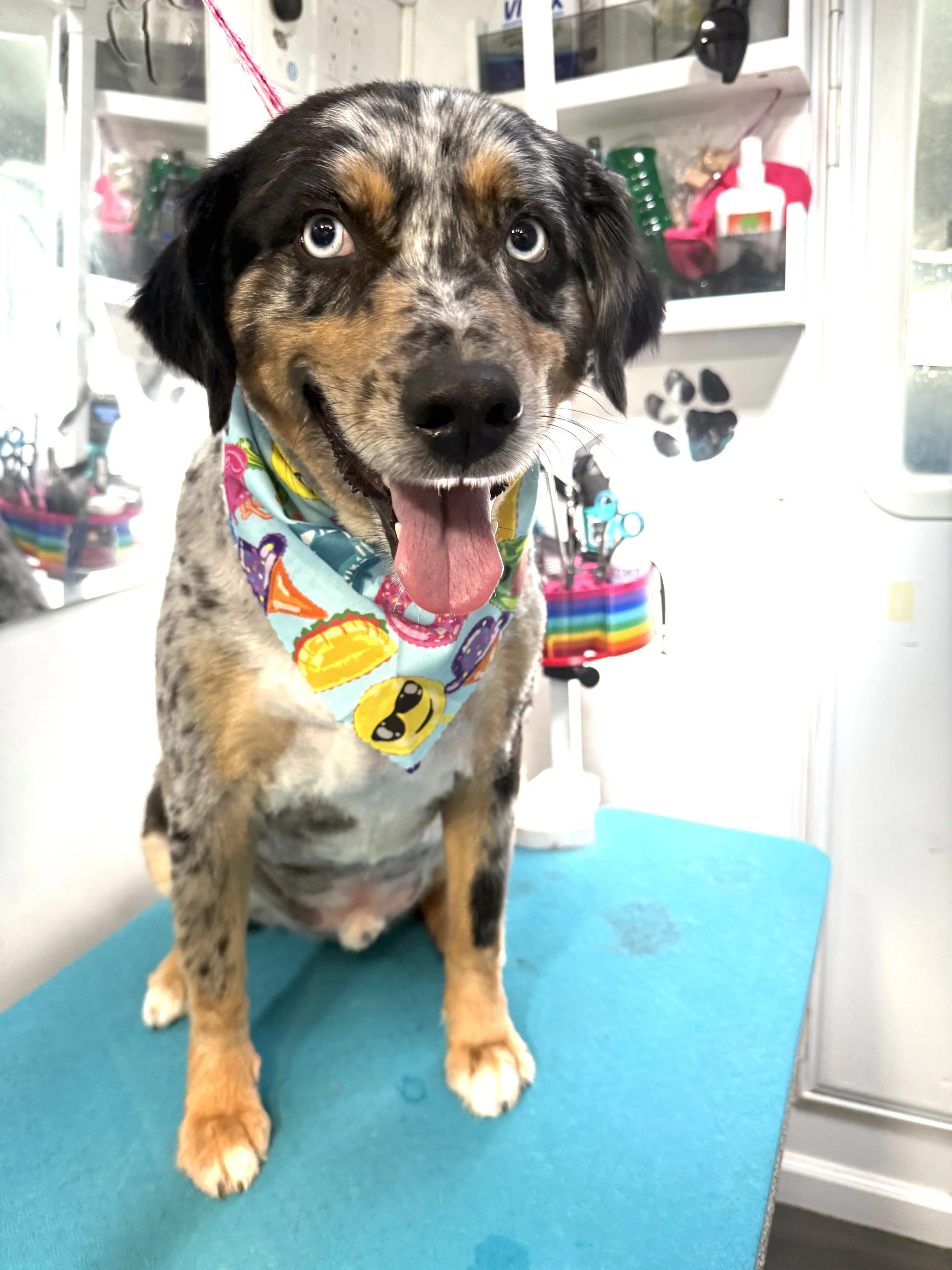 A happy merle Australian Shepherd dog wearing a colorful bandana, sitting on a grooming table at a pet grooming salon.