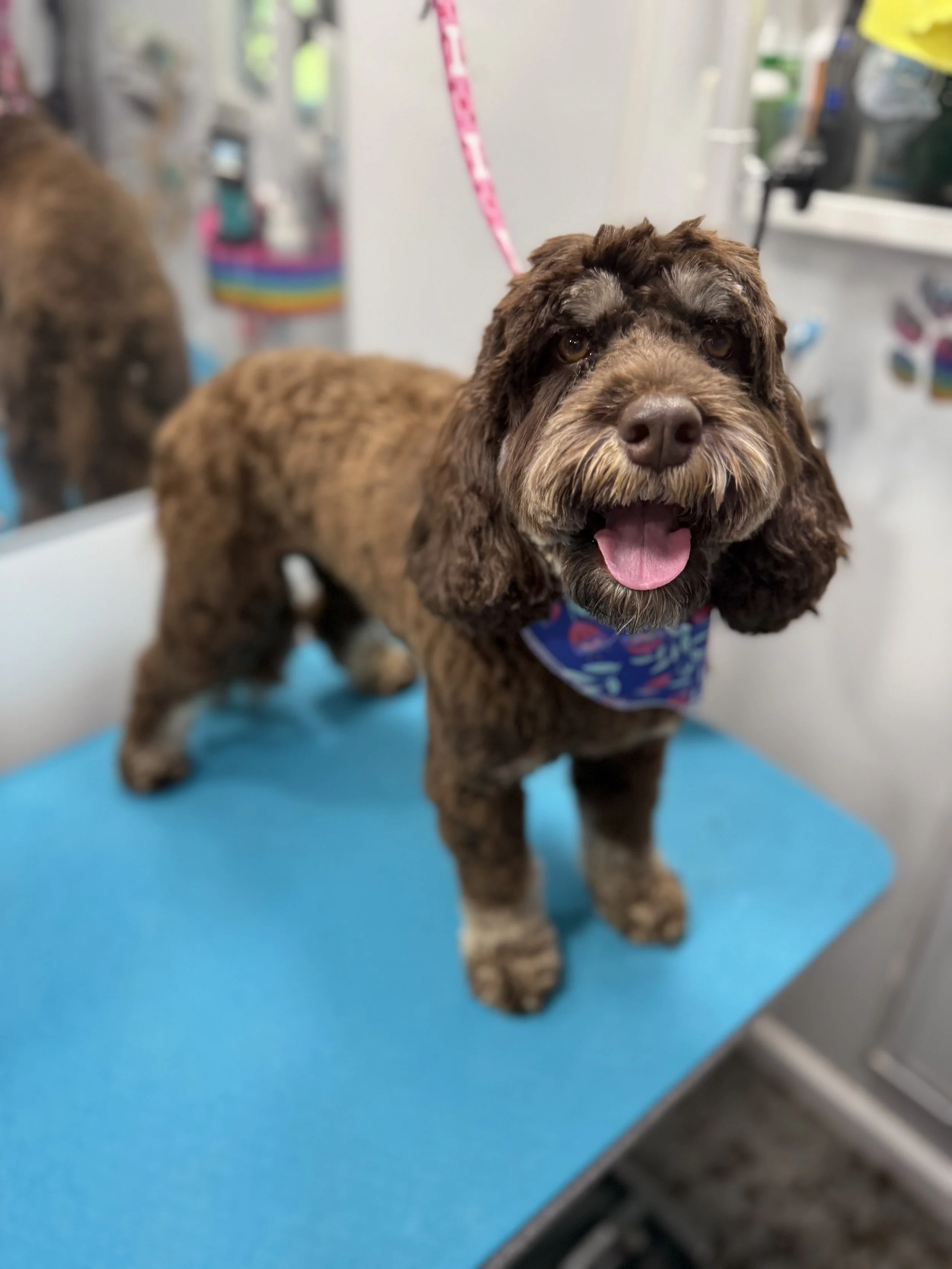 A happy brown Cockapoo dog with curly fur, wearing a colorful bandana, standing on a grooming table at a pet grooming salon.