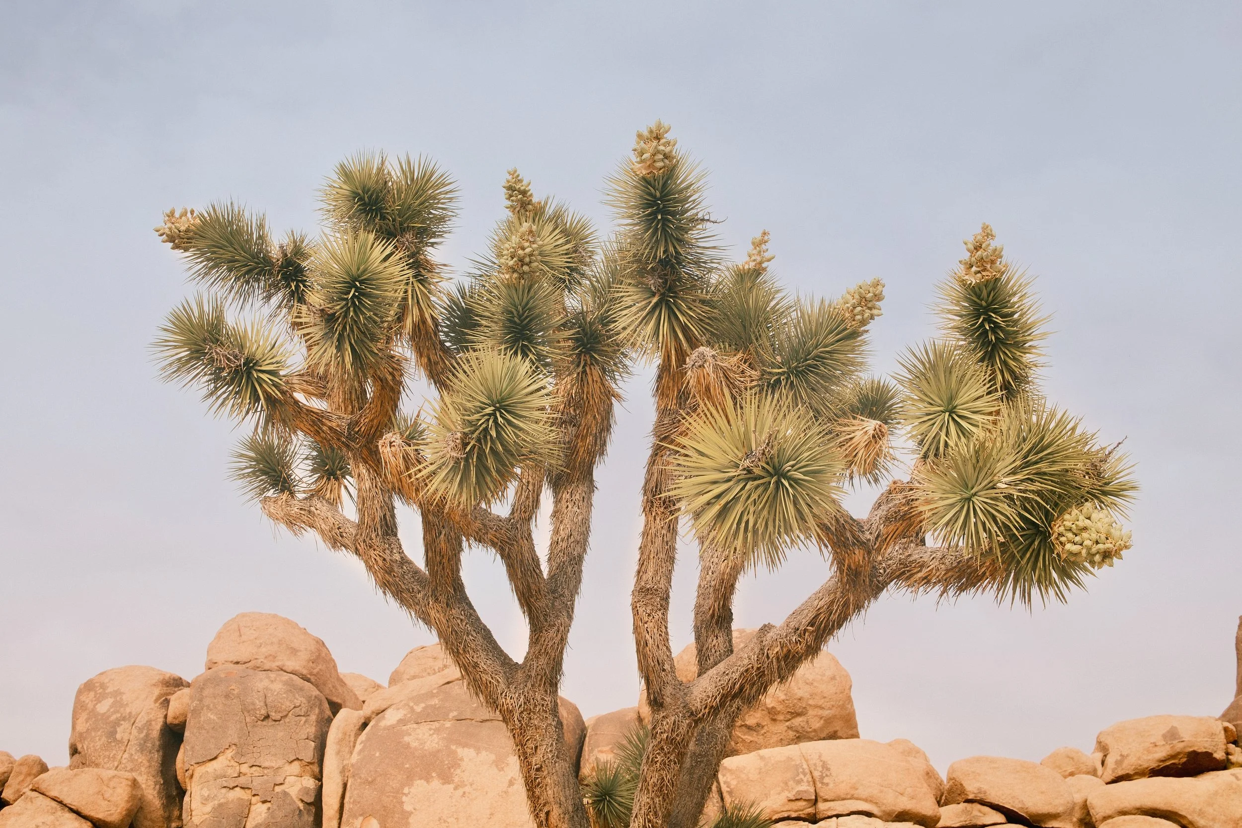Joshua Tree, California