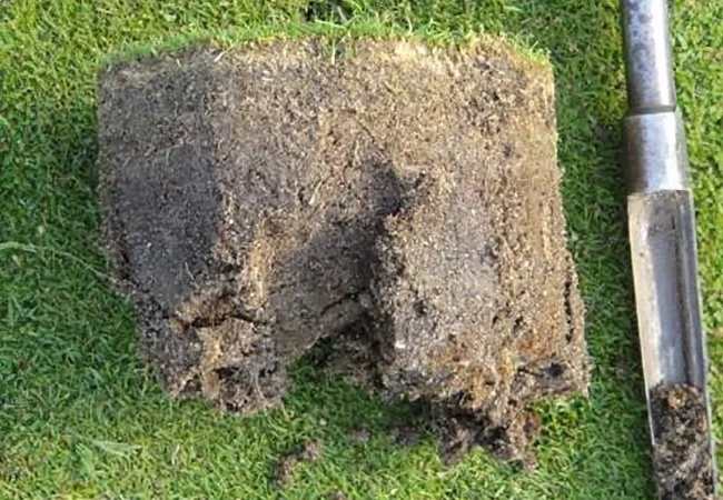 Soil-based golf green profile showing typical well-maintained turf structure