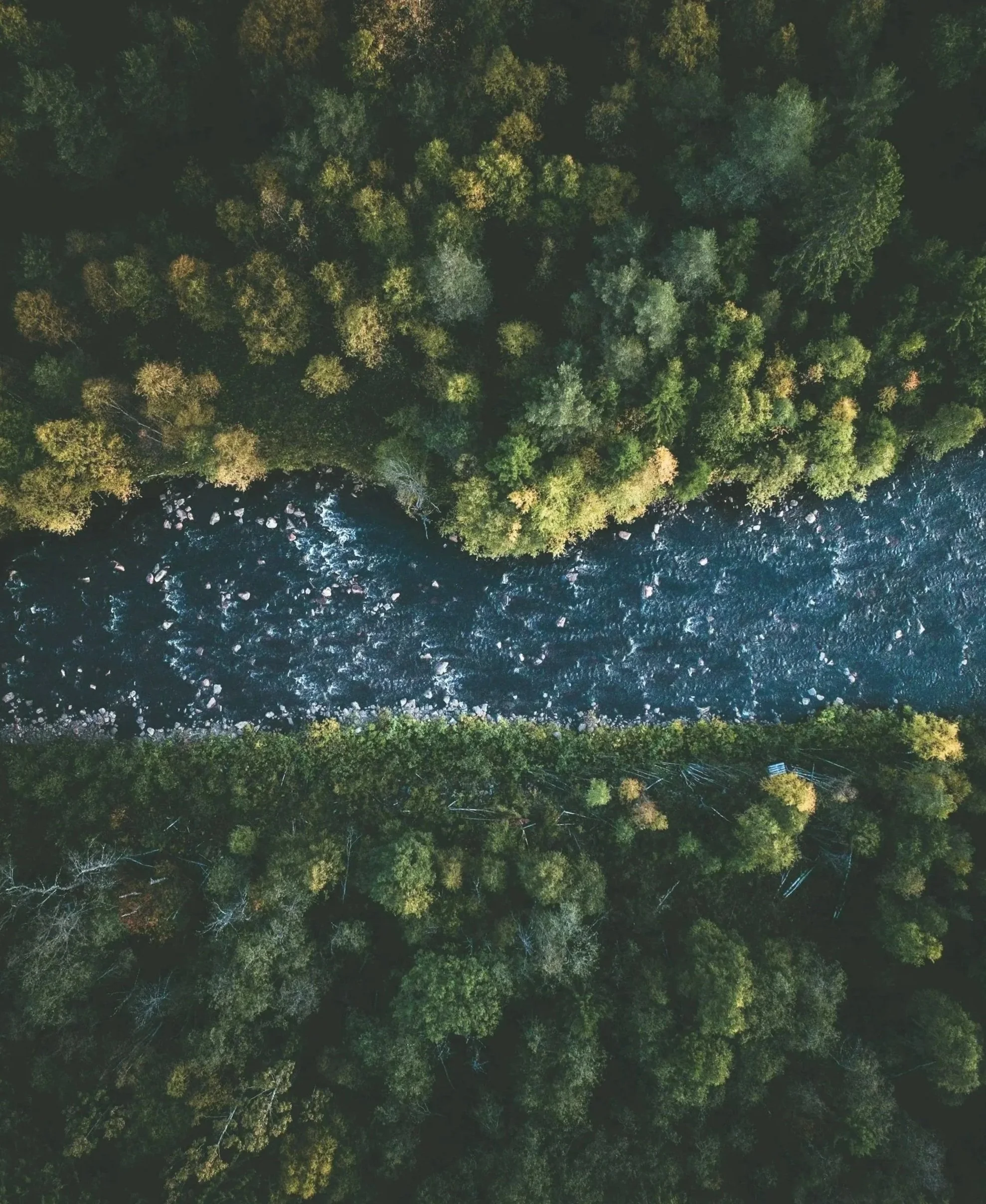 Vogelperspektive auf einen Fluss, der durch einen dichten grünen Wald fließt.