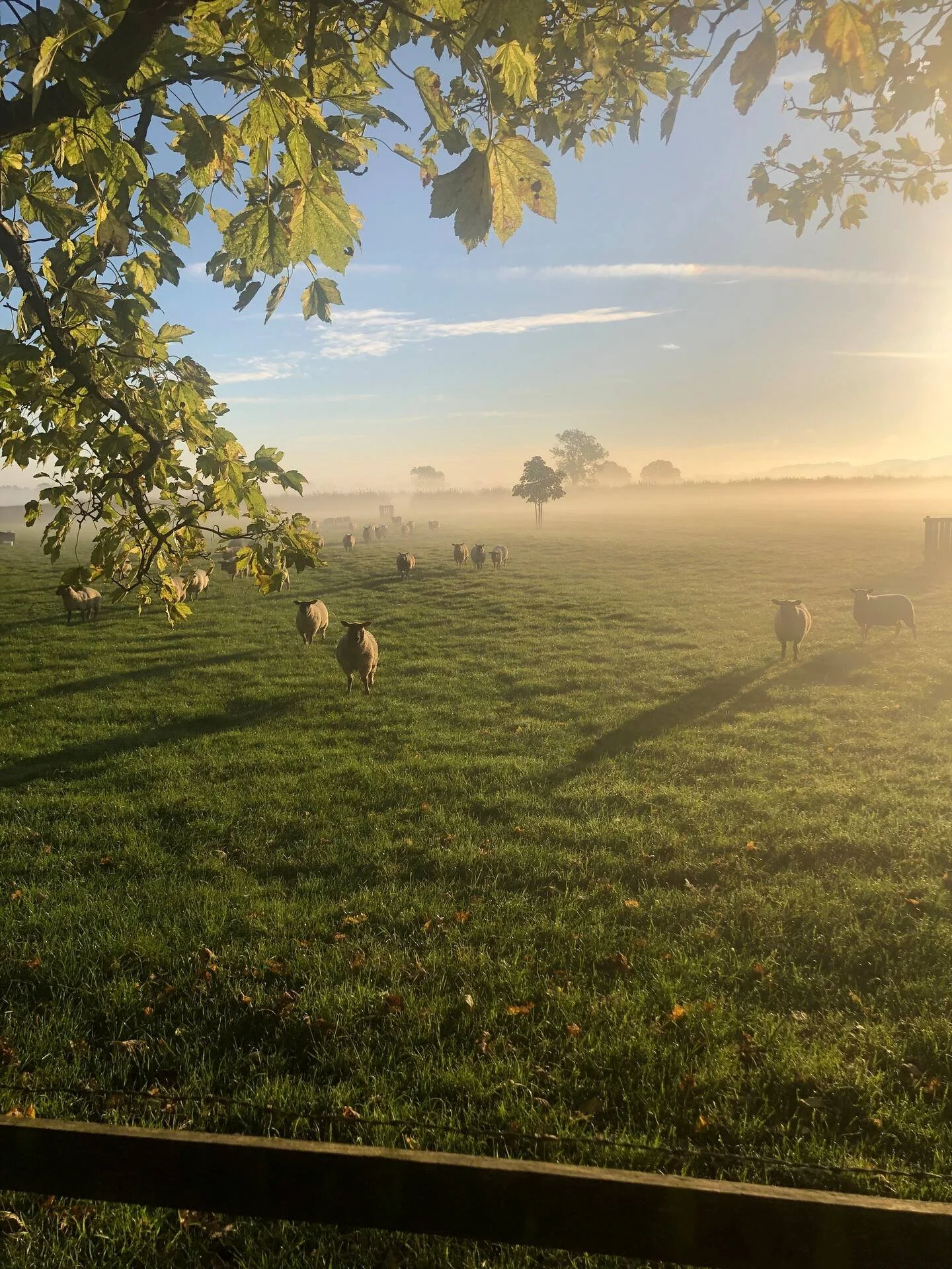 sheep a 1.jpeg