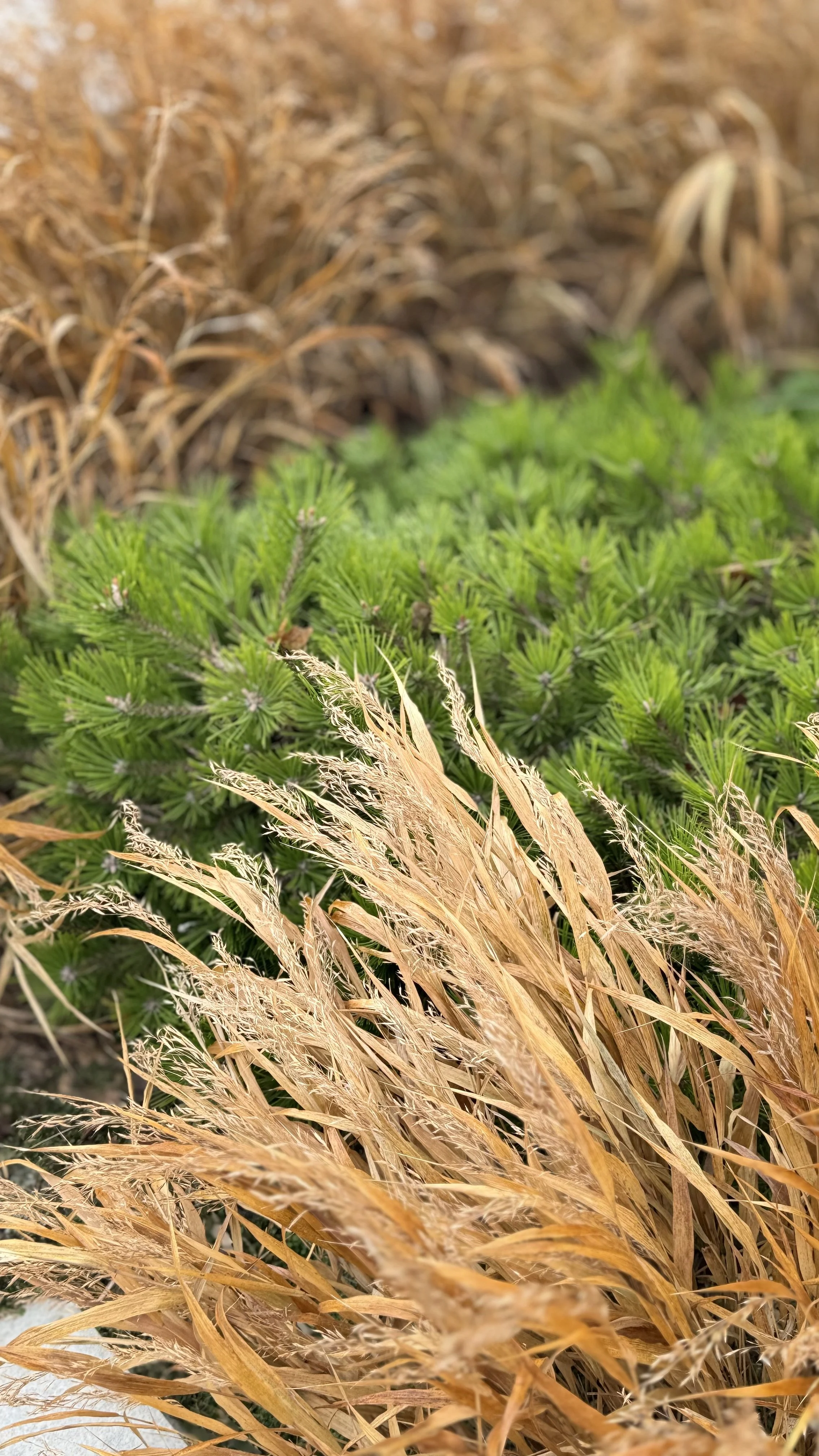 winter interest foliage