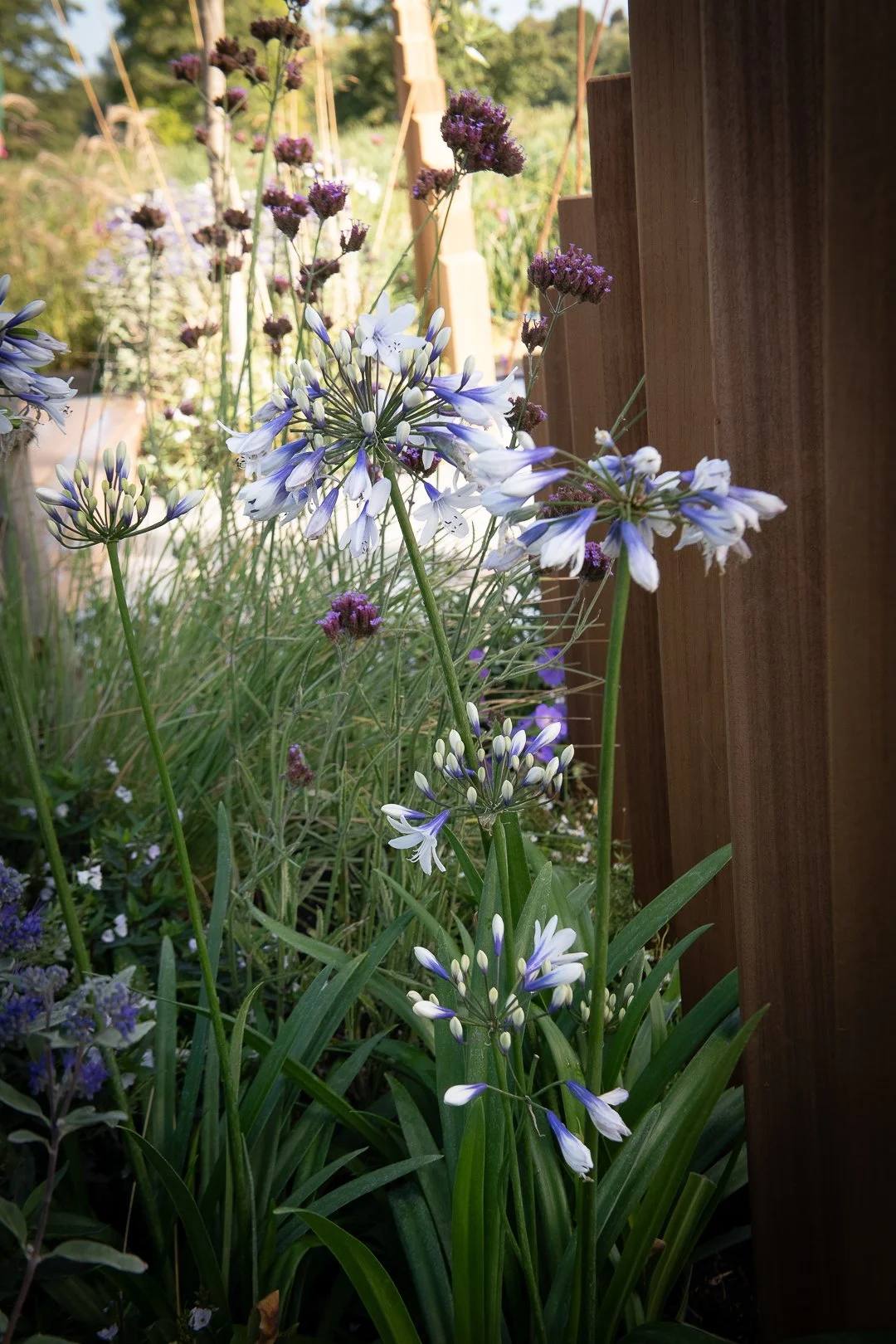 agapanthus in bloom