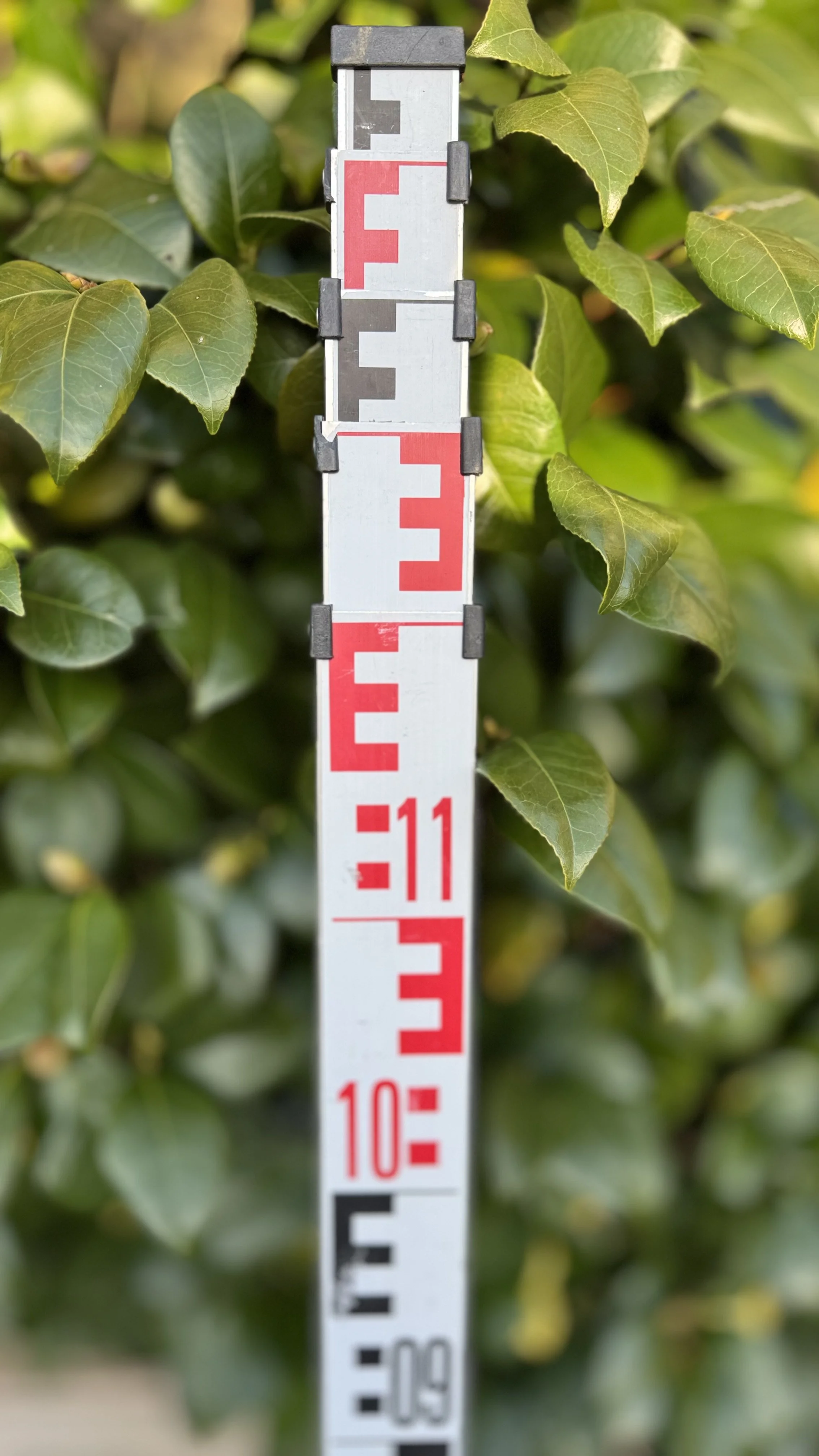 measuring staff against shrub