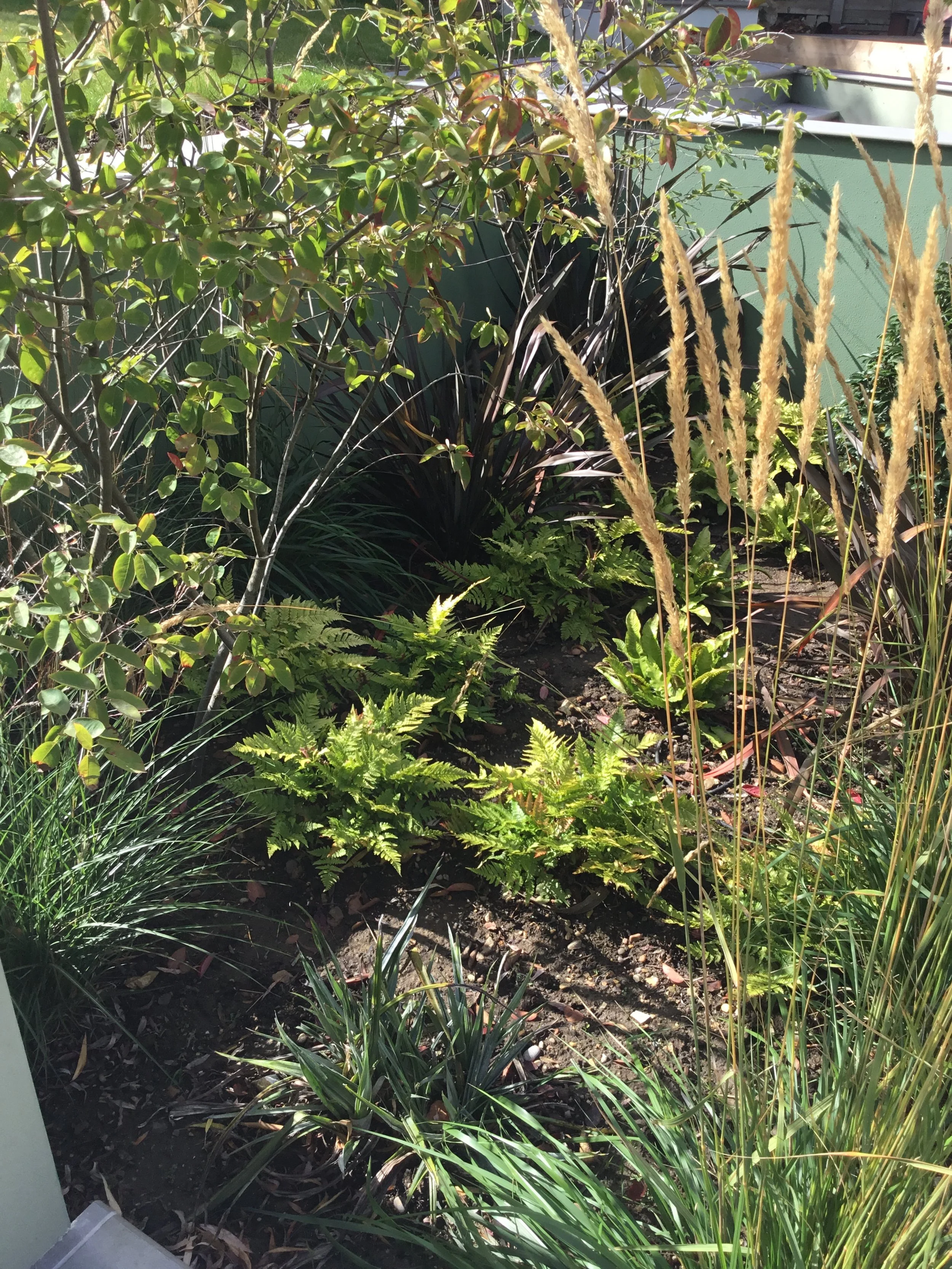 large planted area with ferns, grasses and multi-stem tree
