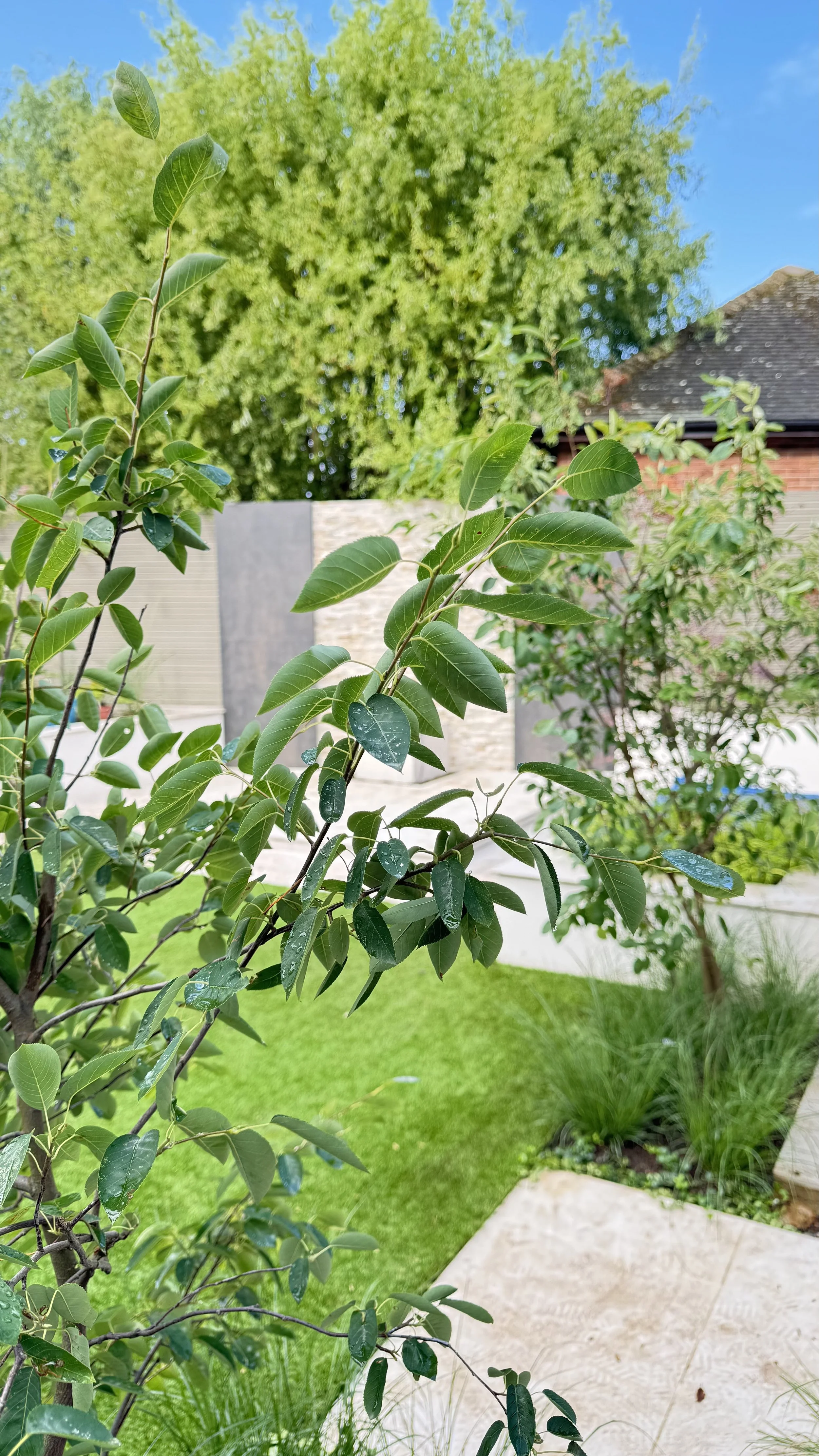 view through planting