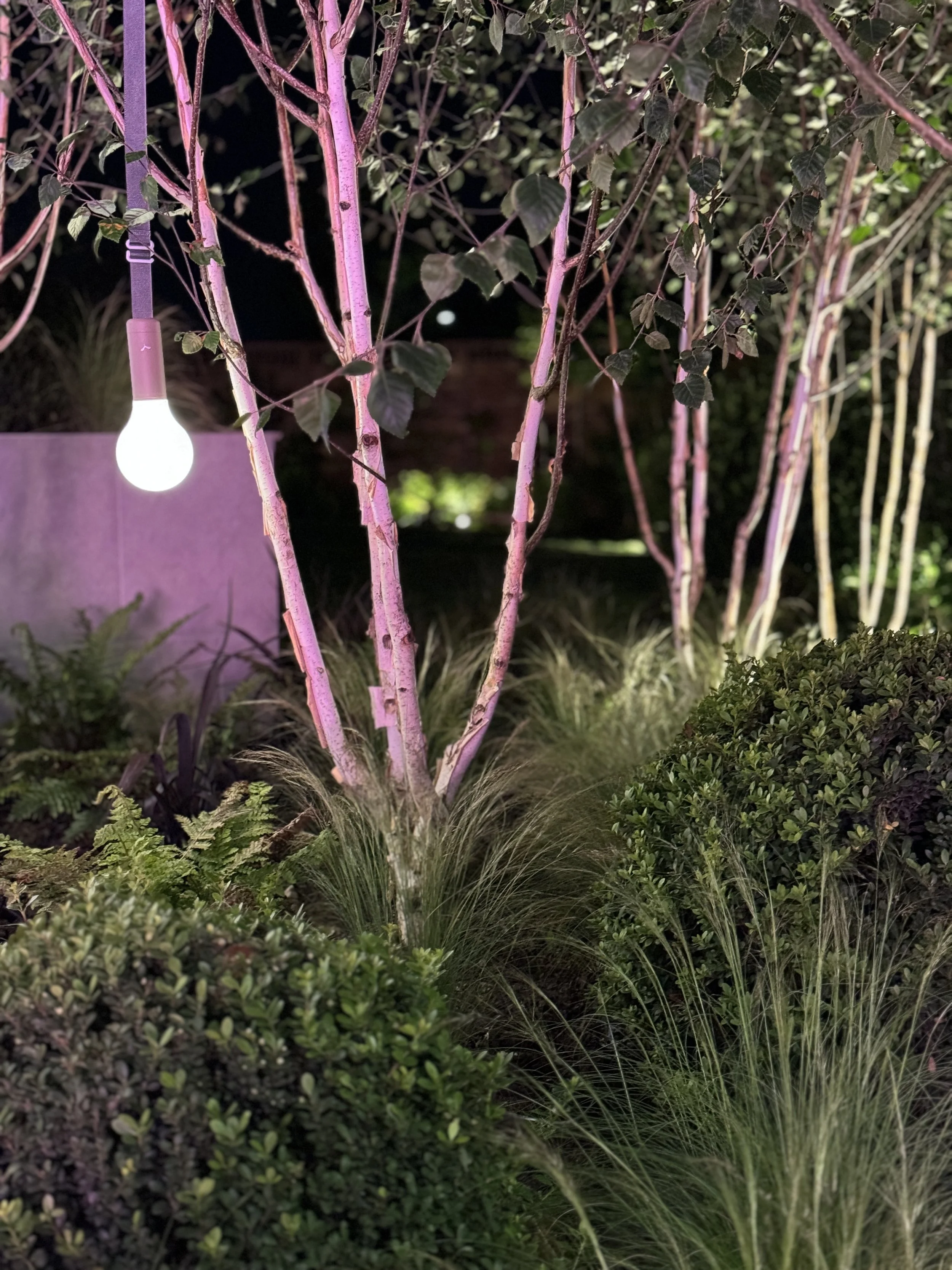 birch trees  with hanging lamps