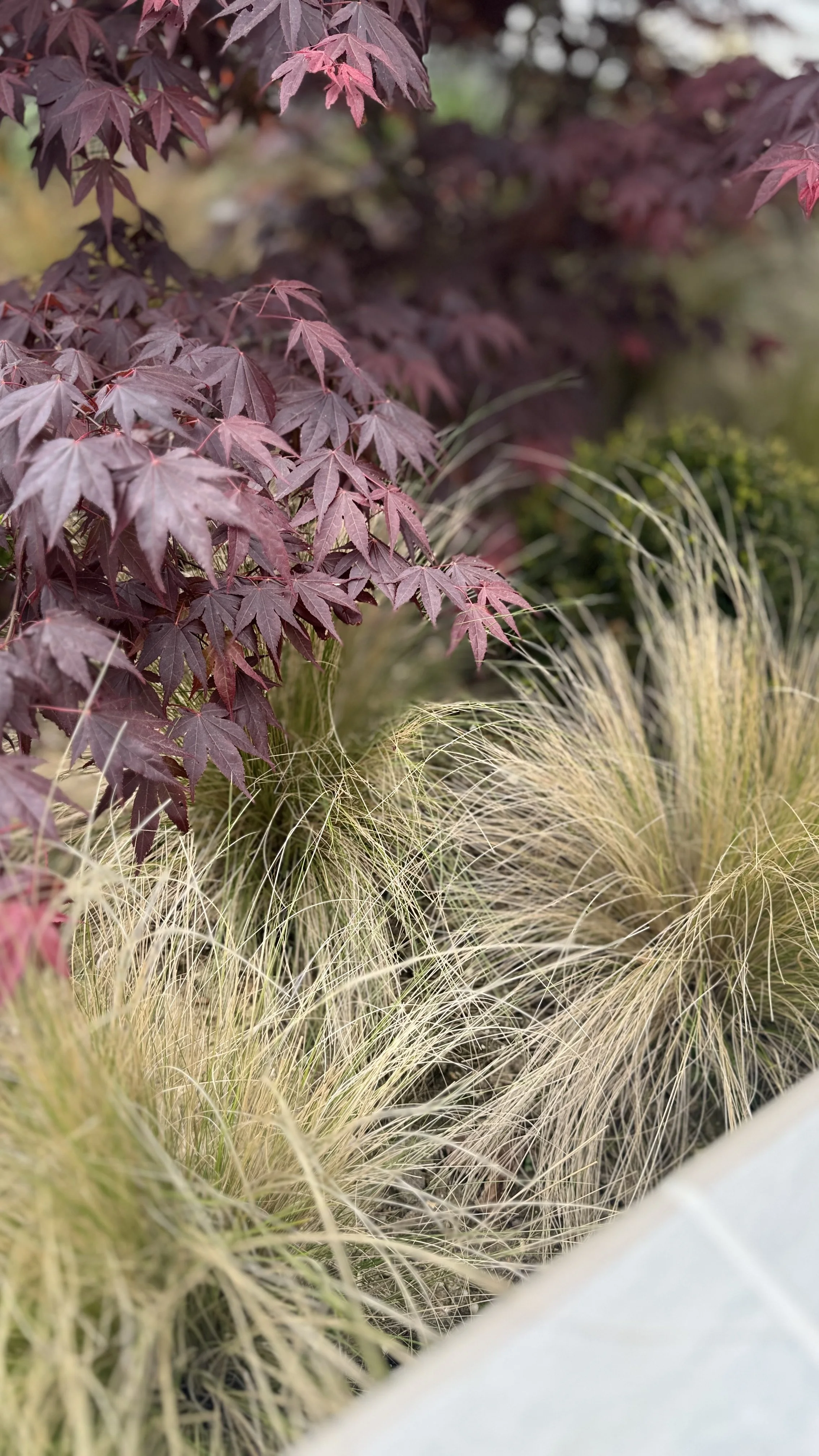 acer and grasses