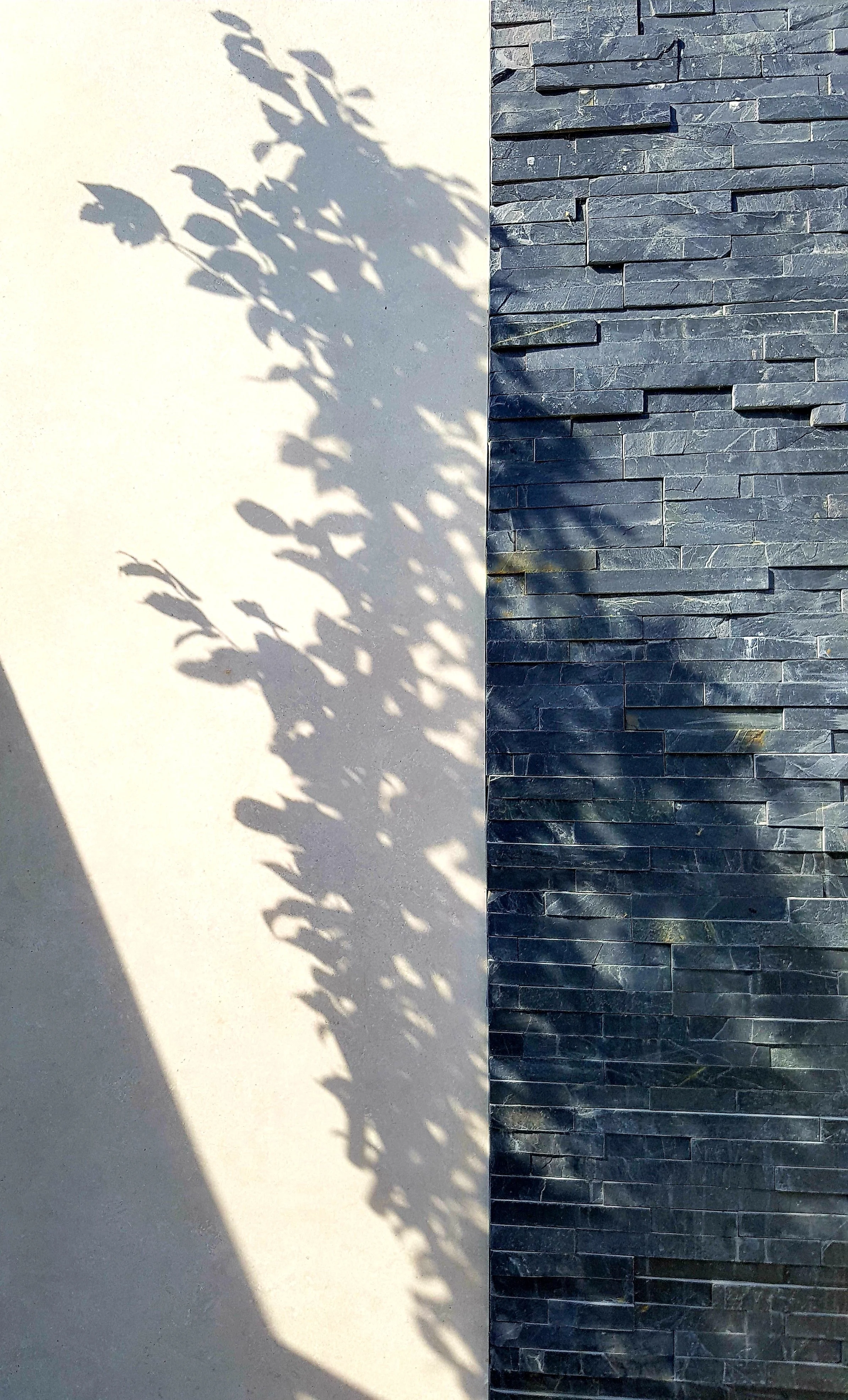 white wall with tree shadow