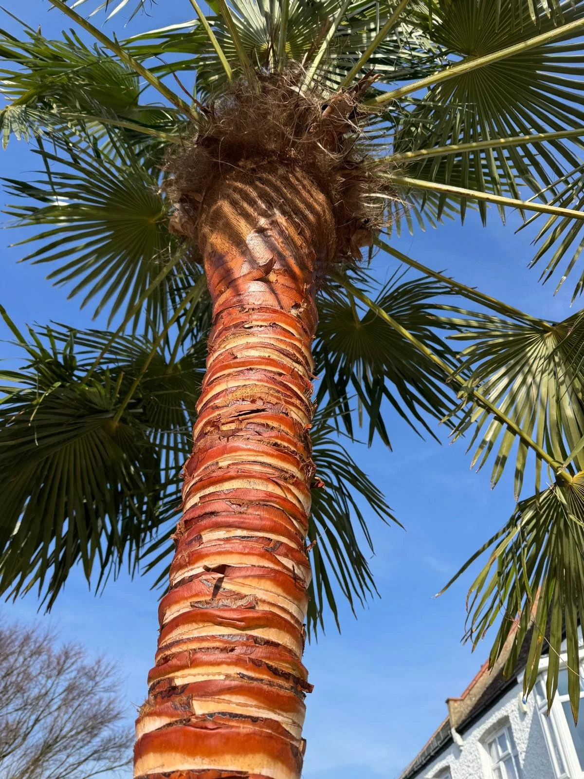 palm tree trunk detail