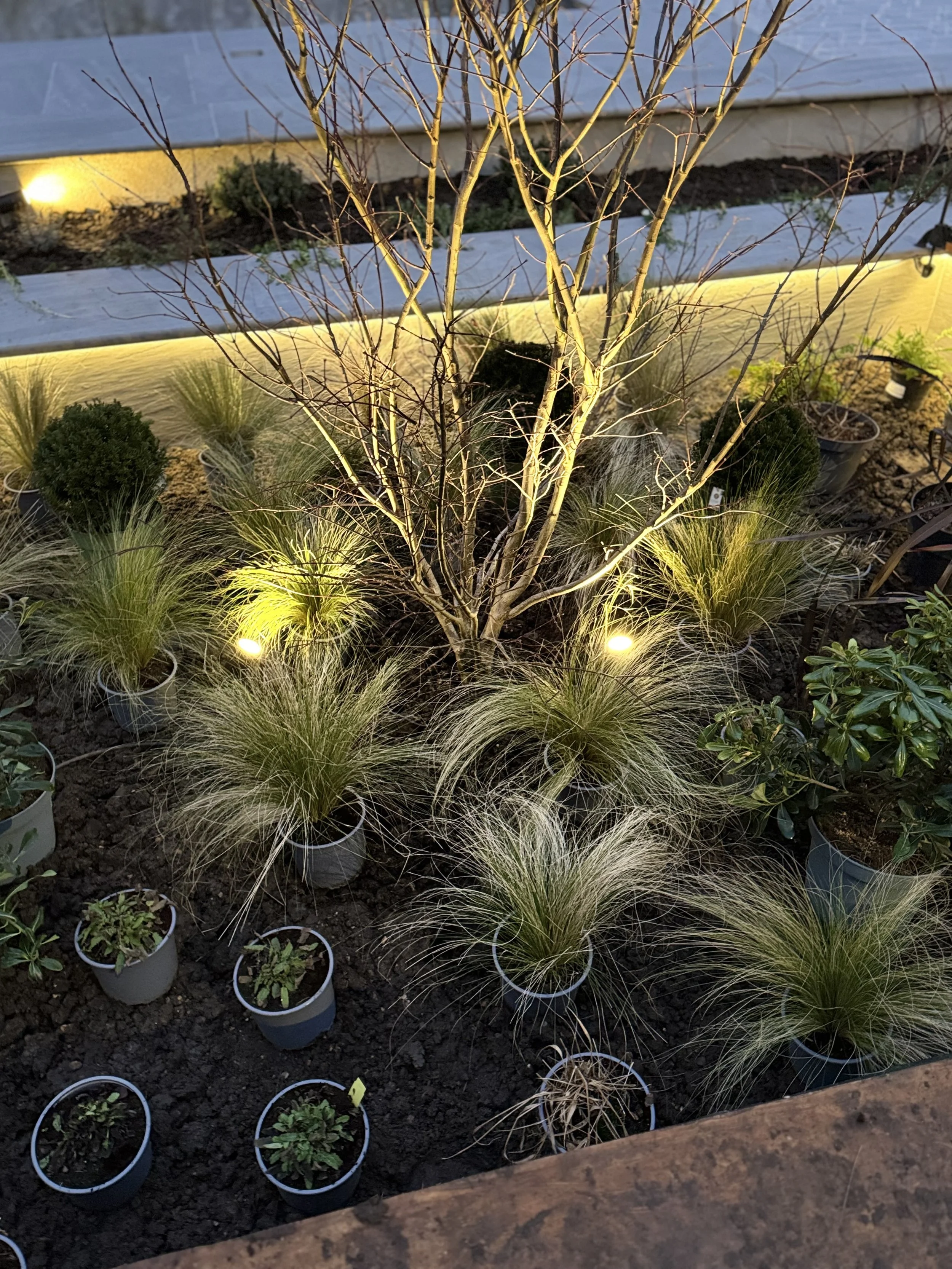 setting out planting 