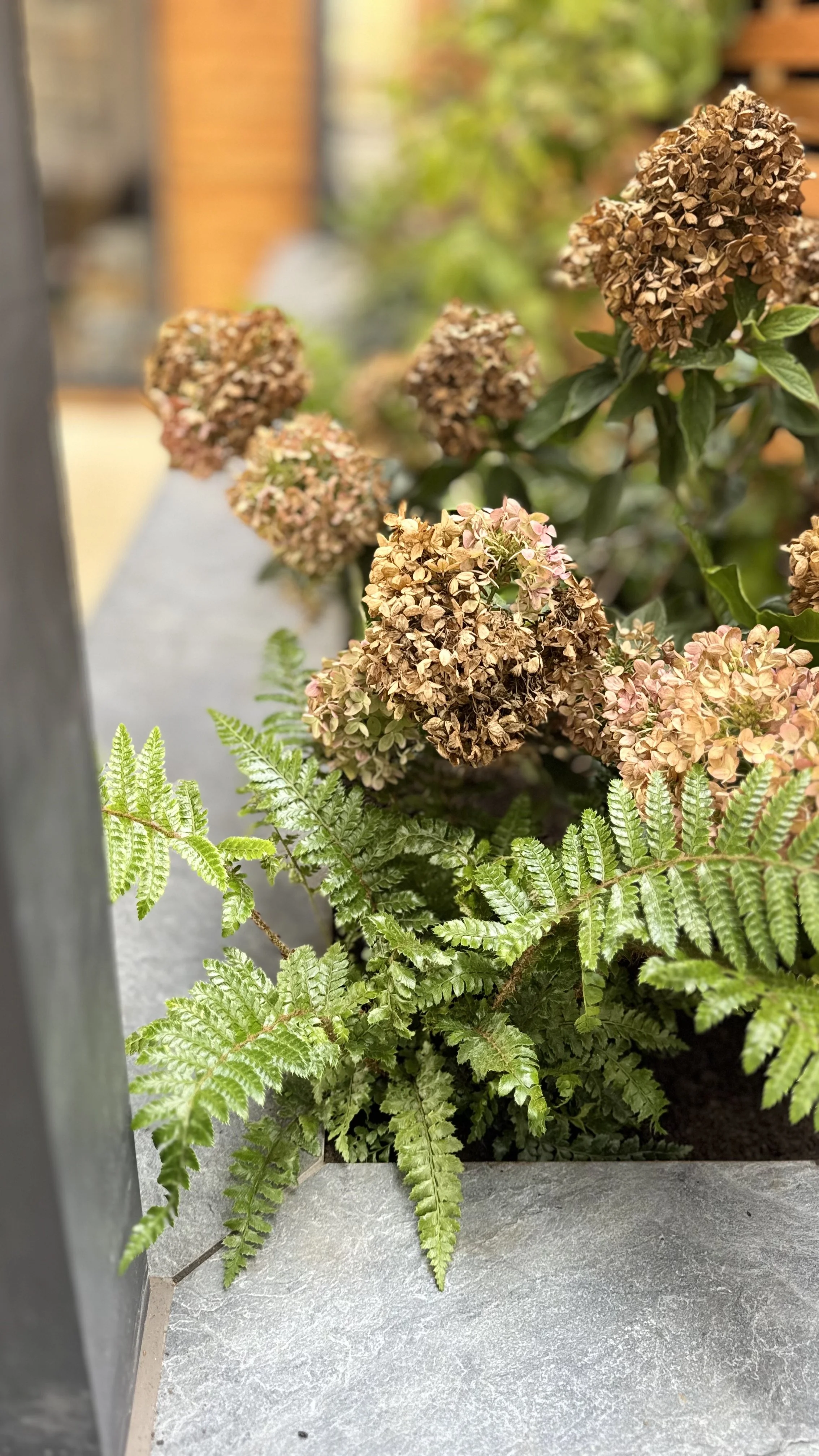 plants for a shady location